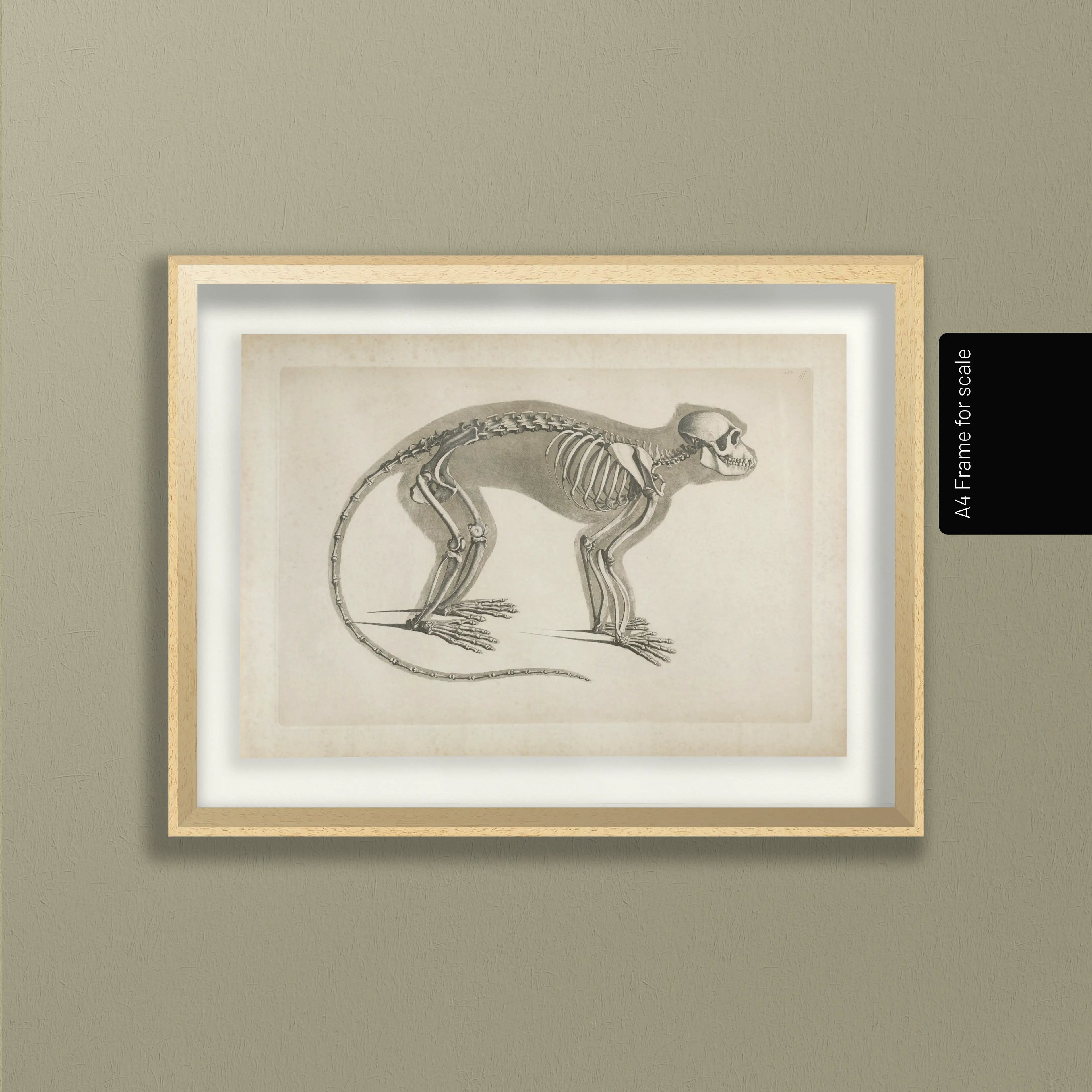 Anatomy: Plate No. 08
