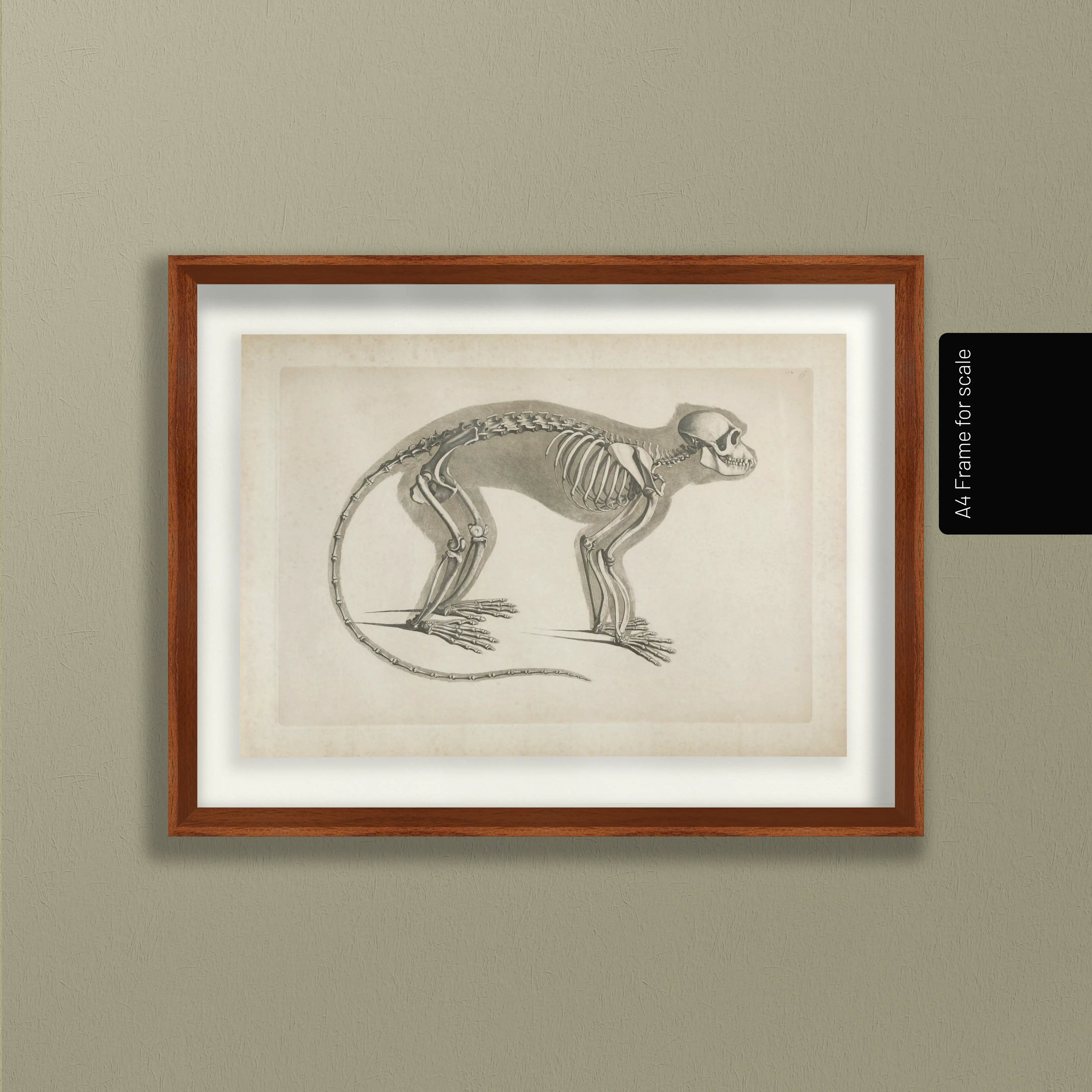 Anatomy: Plate No. 08