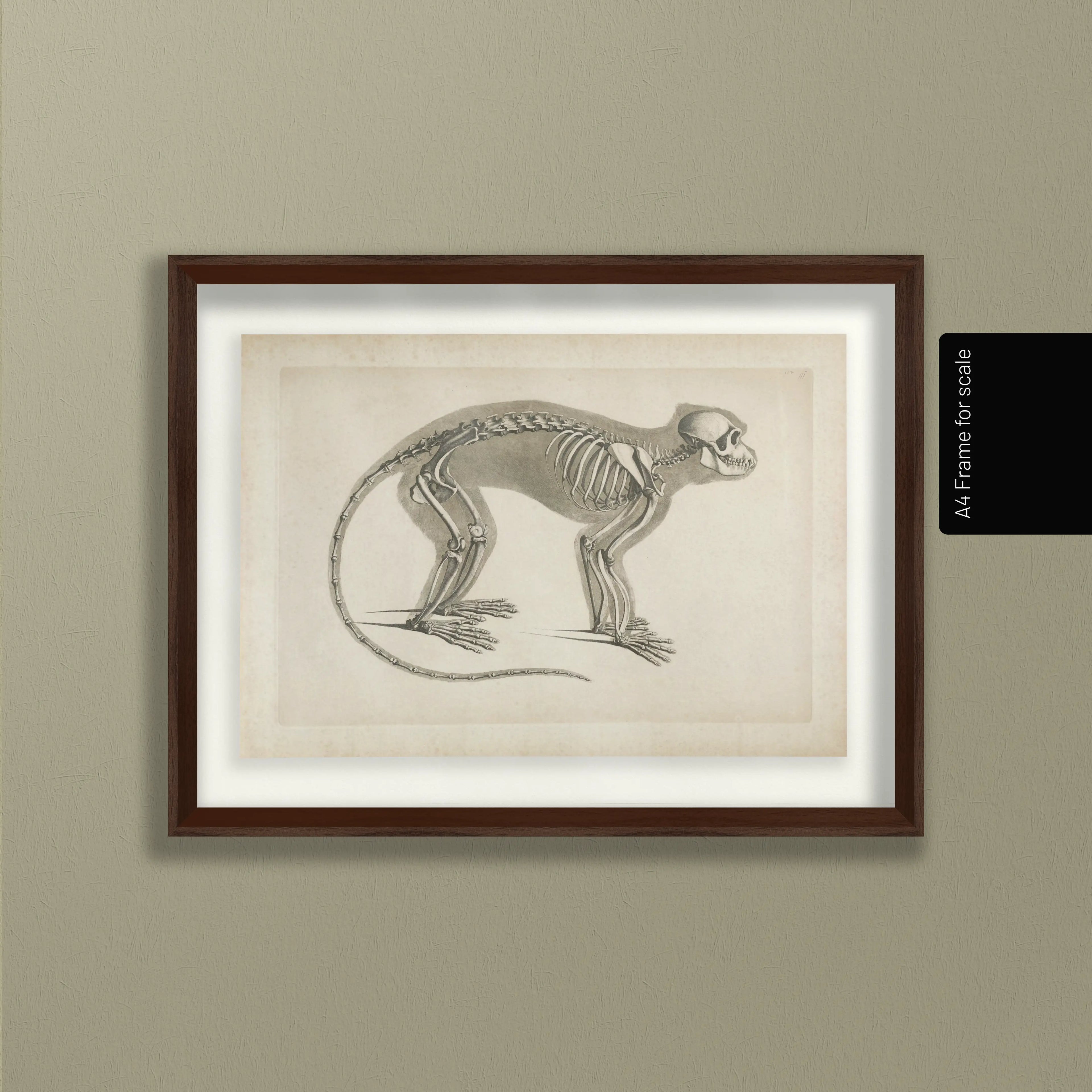 Anatomy: Plate No. 08