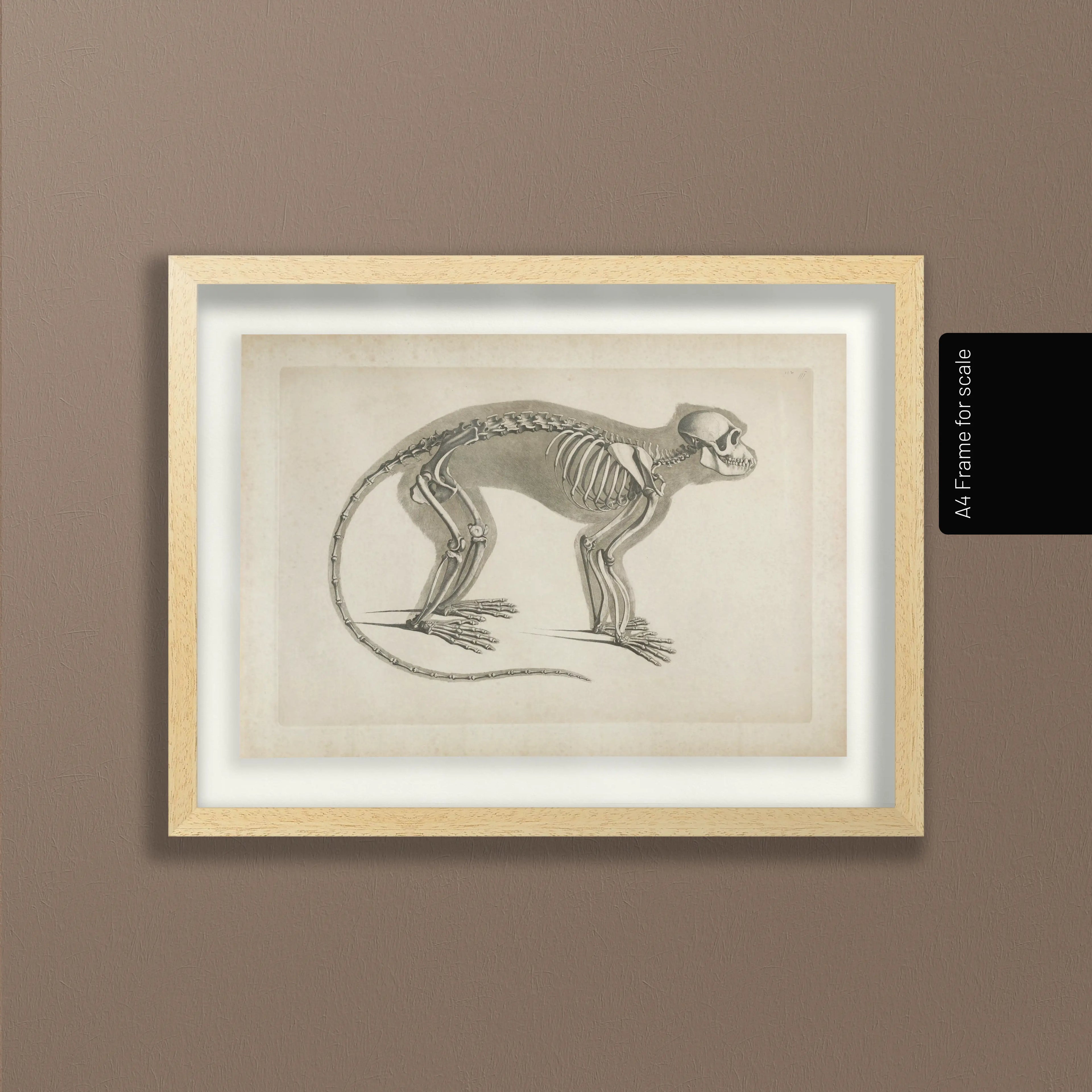 Anatomy: Plate No. 08