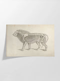 Anatomy: Plate No. 10