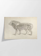 Anatomy: Plate No. 10