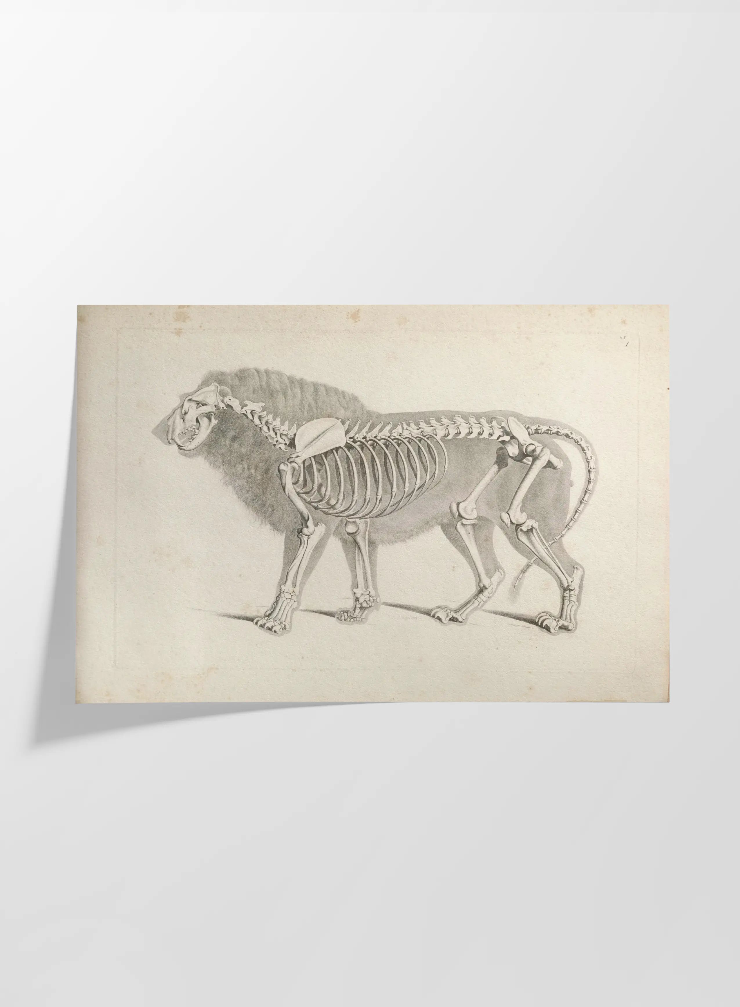 Anatomy: Plate No. 10