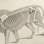 Anatomy: Plate No. 10