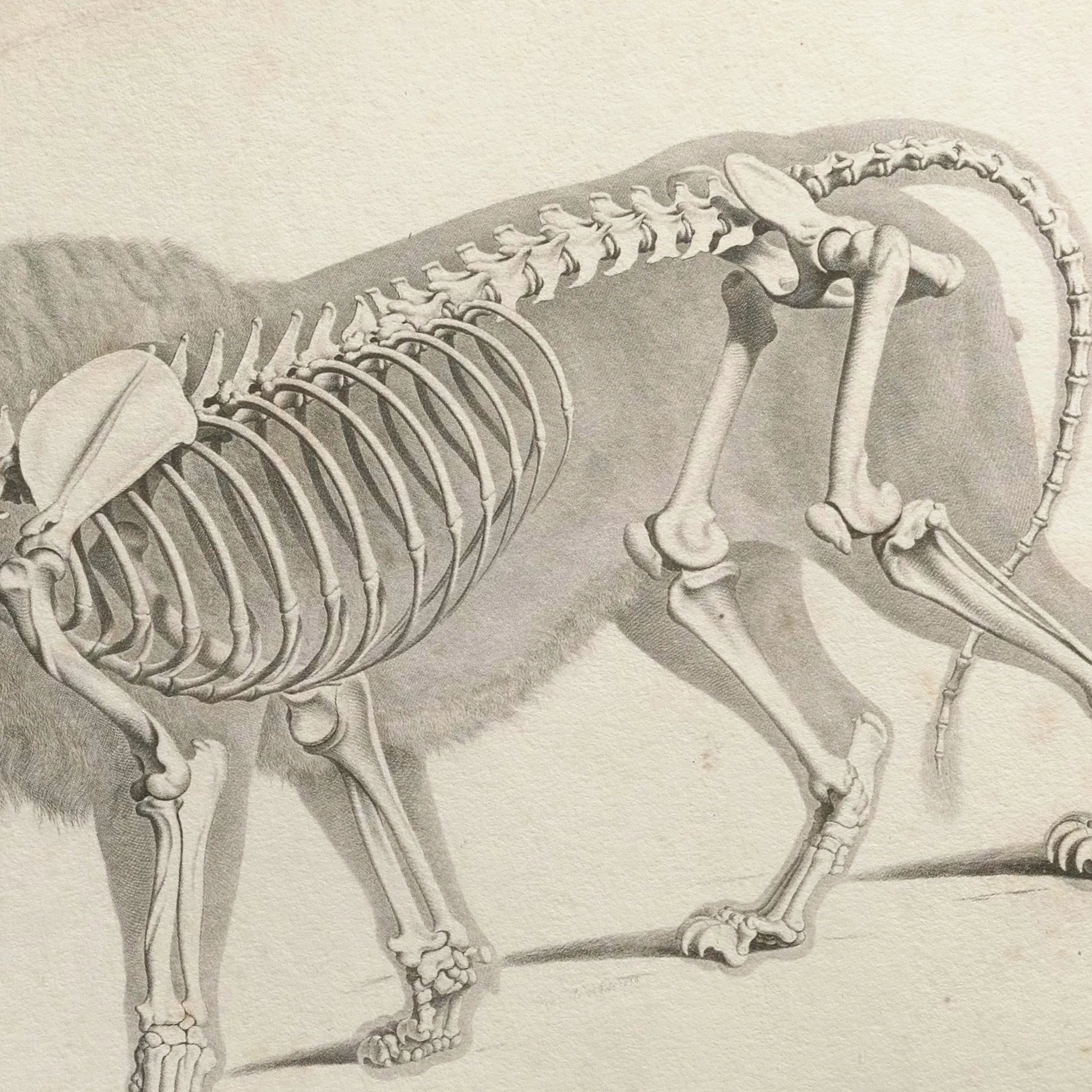 Anatomy: Plate No. 10