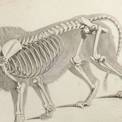 Anatomy: Plate No. 10