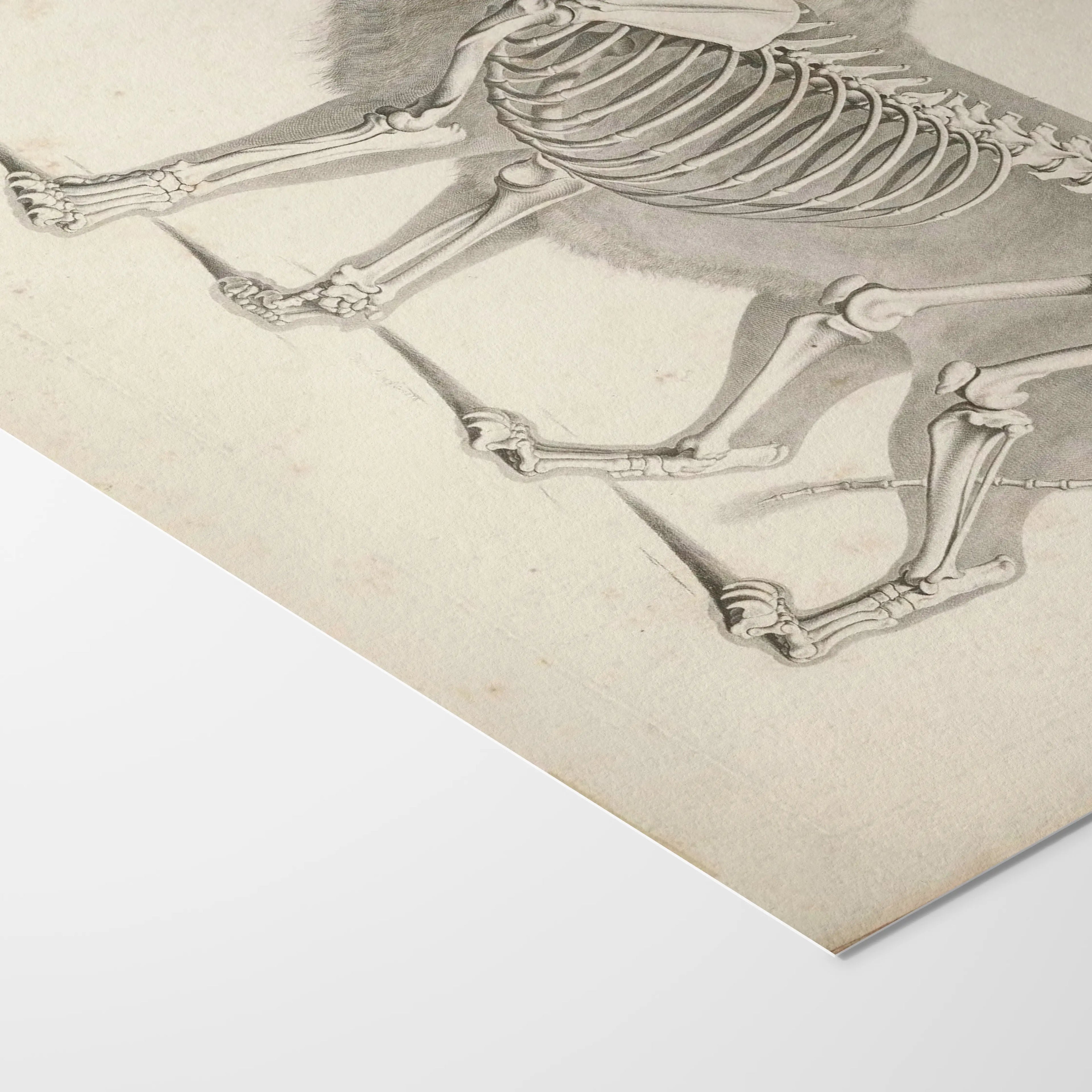 Anatomy: Plate No. 10