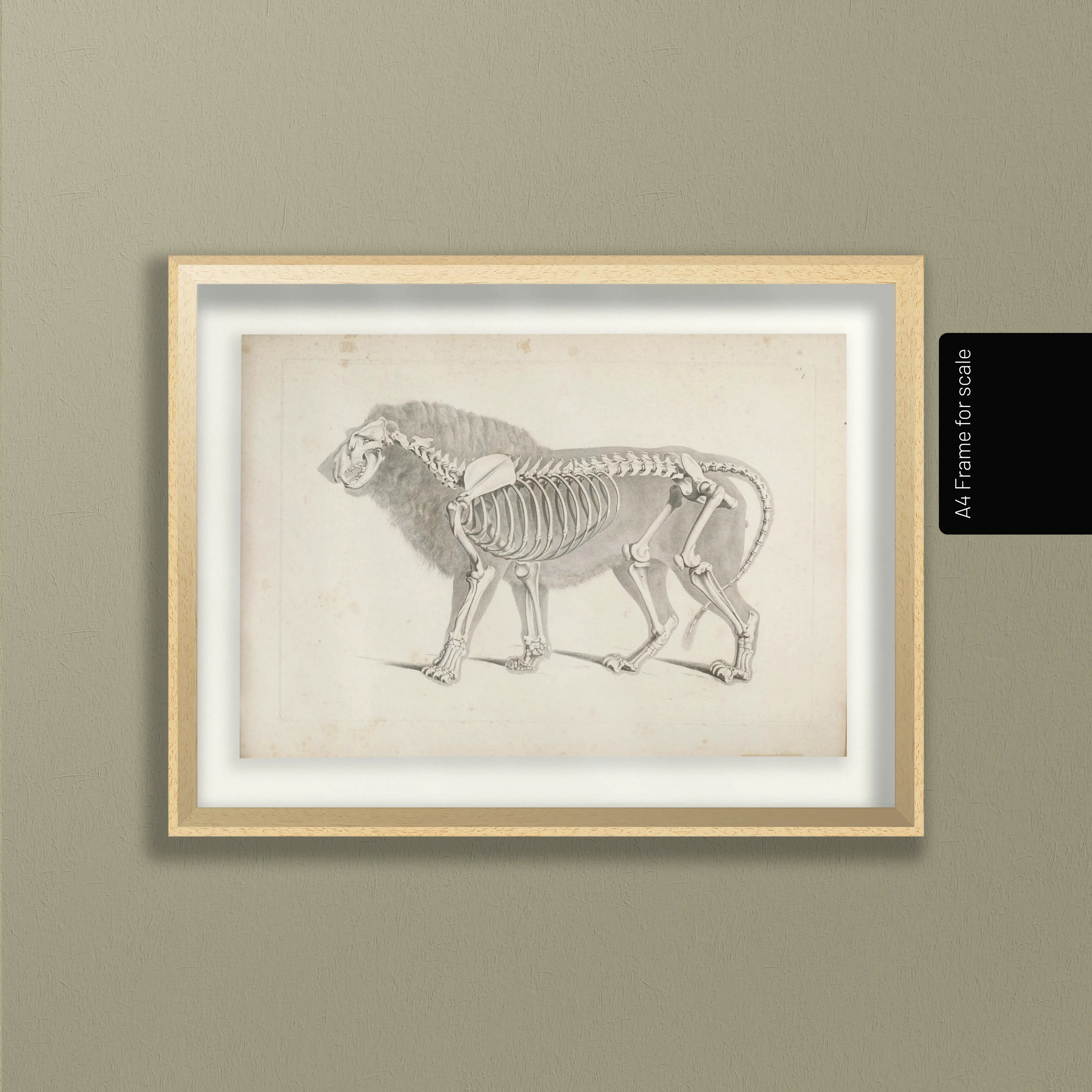 Anatomy: Plate No. 10
