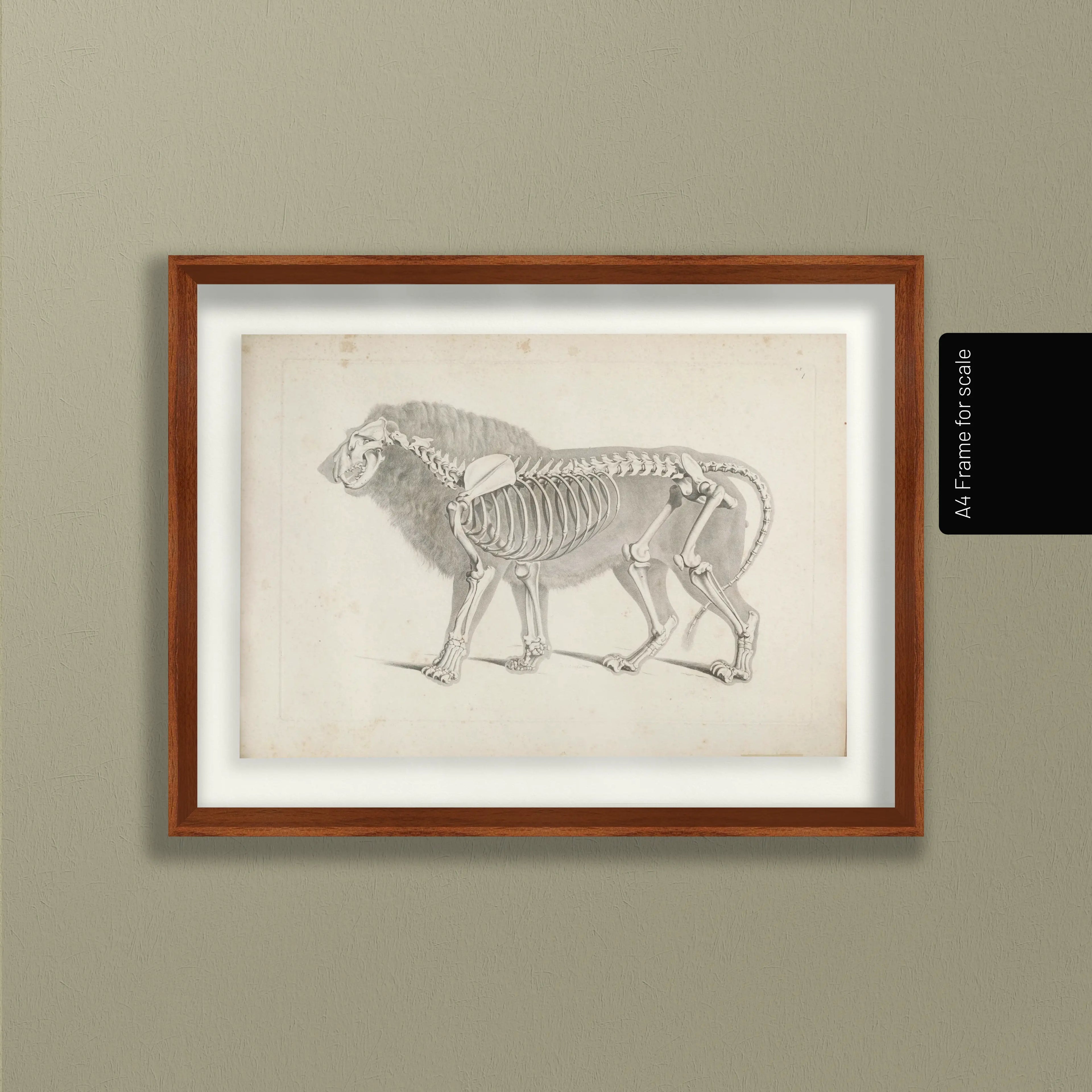 Anatomy: Plate No. 10