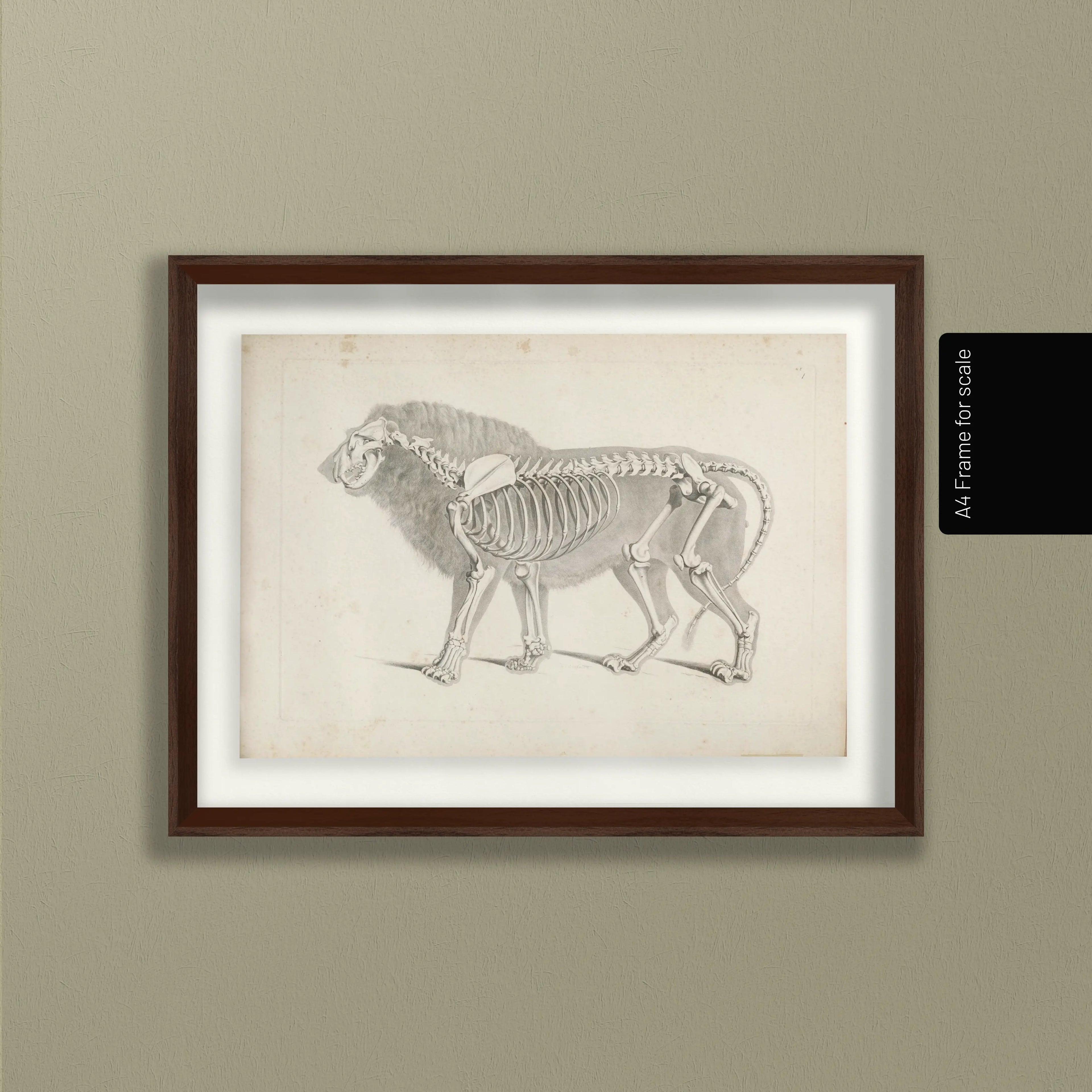 Anatomy: Plate No. 10
