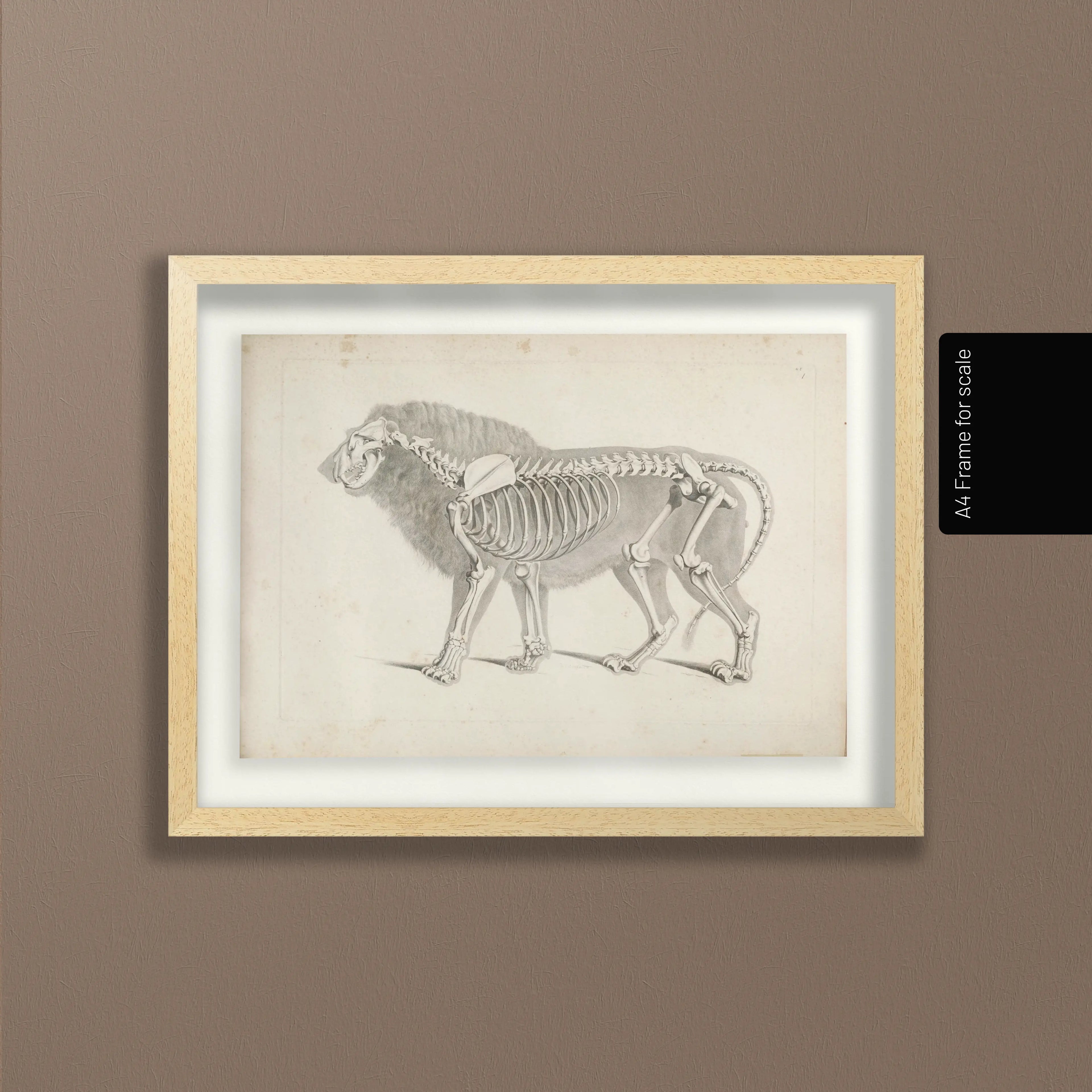 Anatomy: Plate No. 10