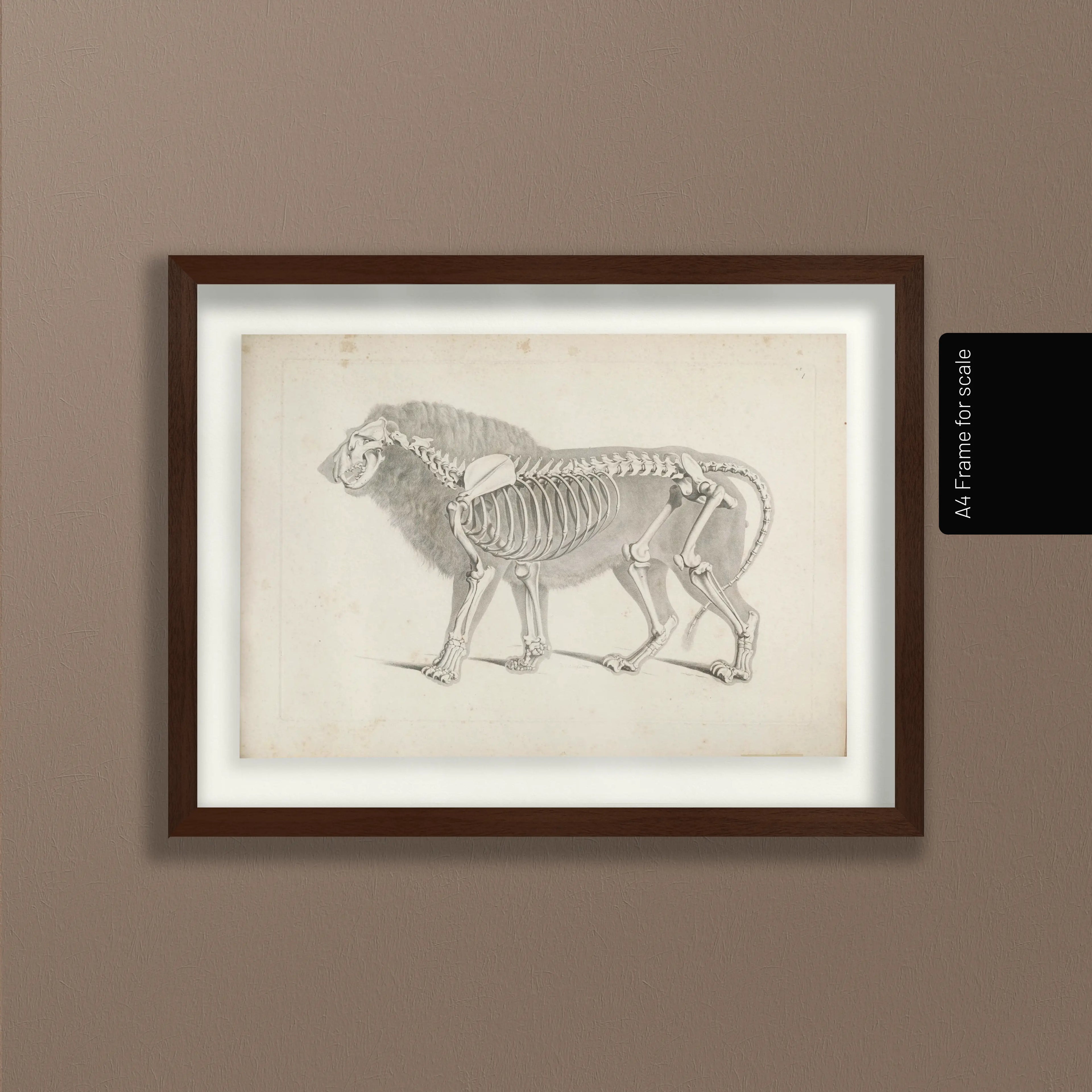 Anatomy: Plate No. 10