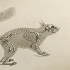 Anatomy: Plate No. 11