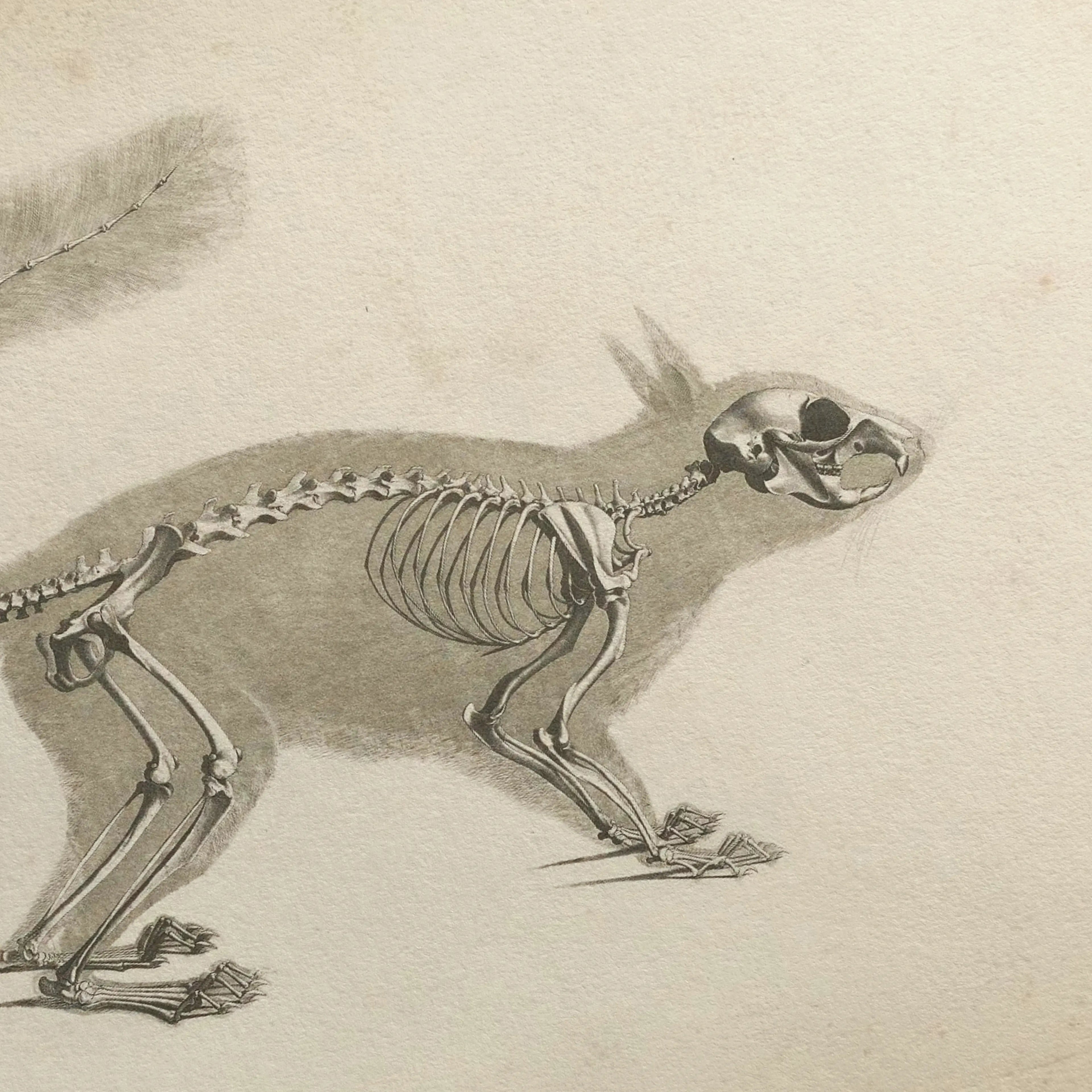 Anatomy: Plate No. 11