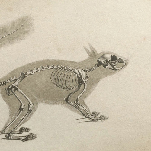Anatomy: Plate No. 11
