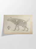 Anatomy: Plate No. 12