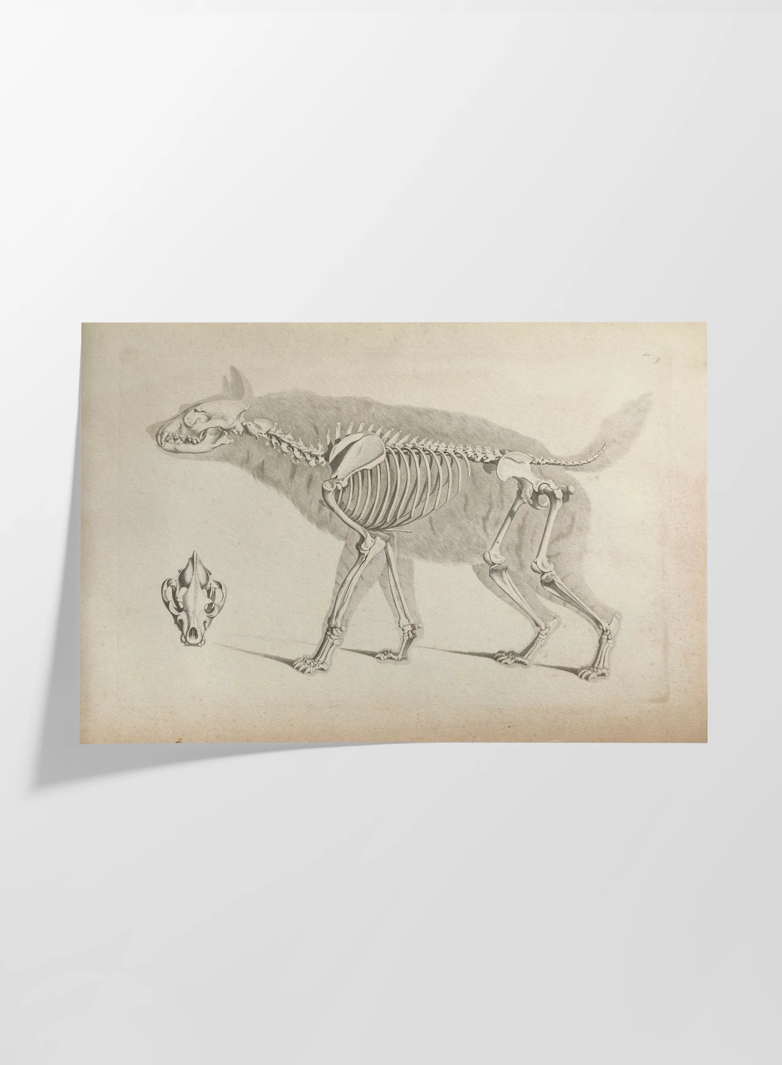 Anatomy: Plate No. 12