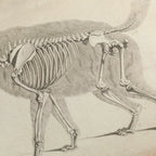 Anatomy: Plate No. 12