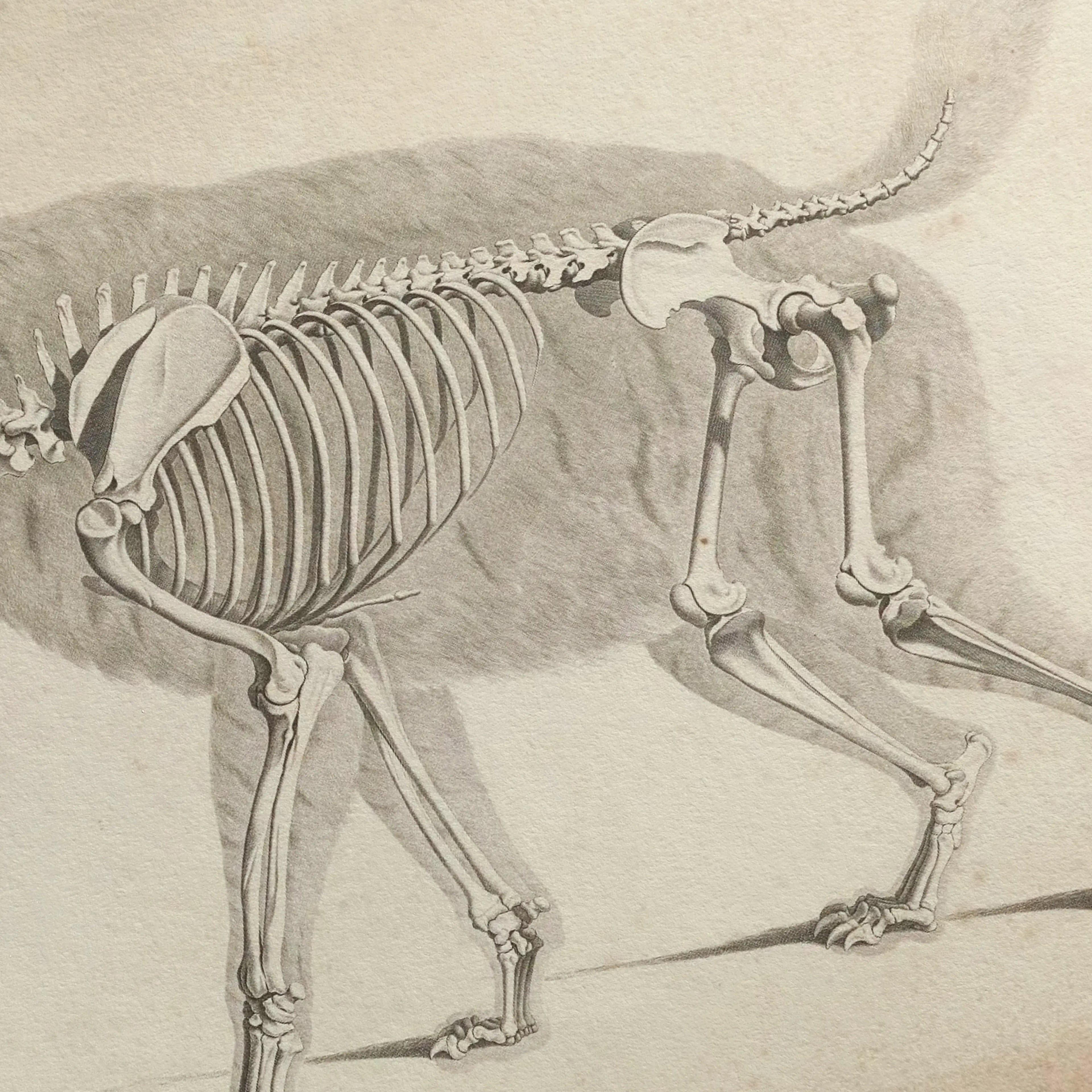 Anatomy: Plate No. 12