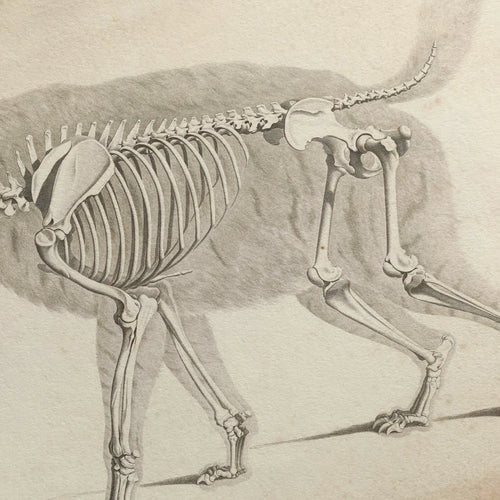 Anatomy: Plate No. 12