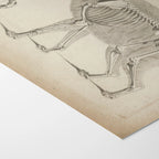 Anatomy: Plate No. 12