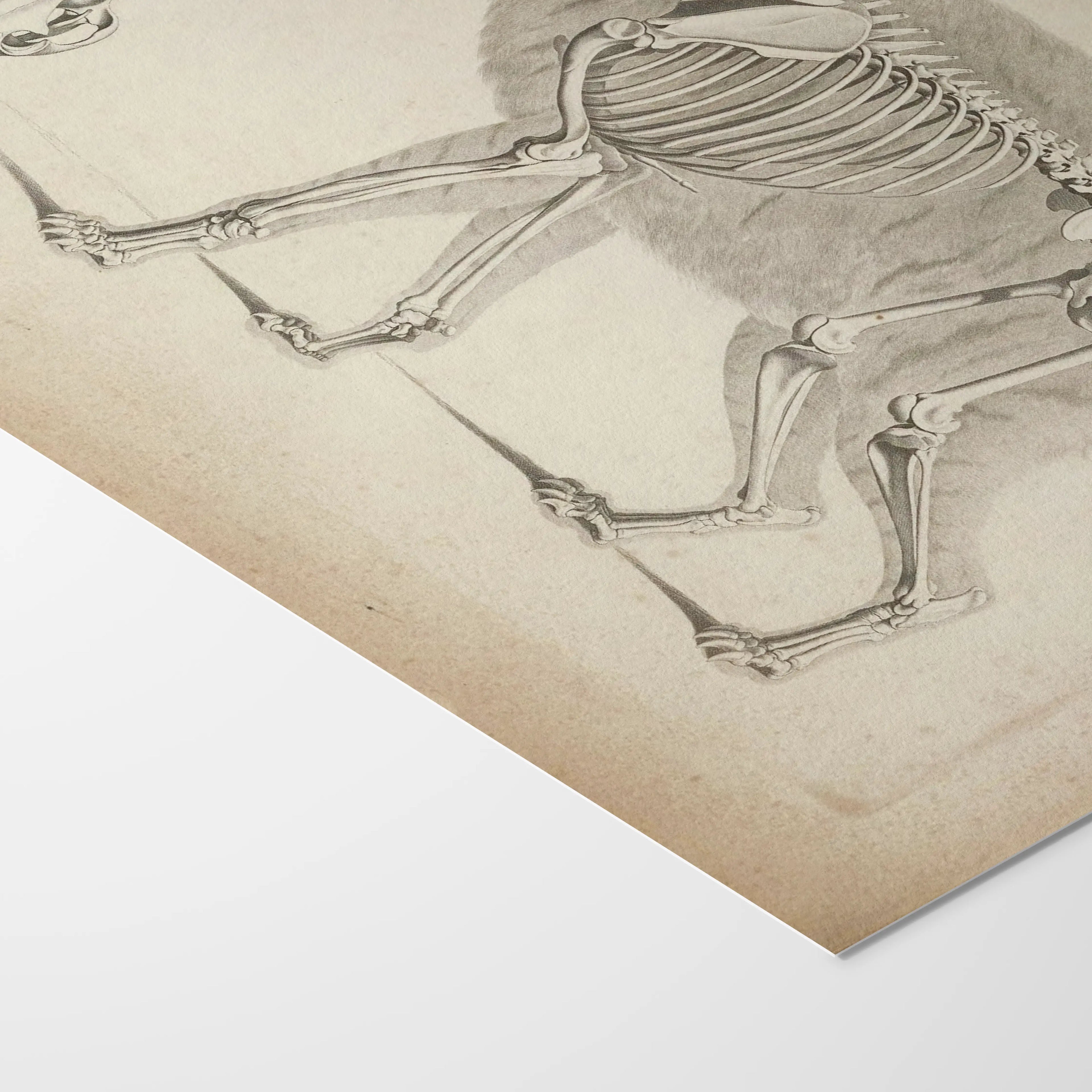 Anatomy: Plate No. 12
