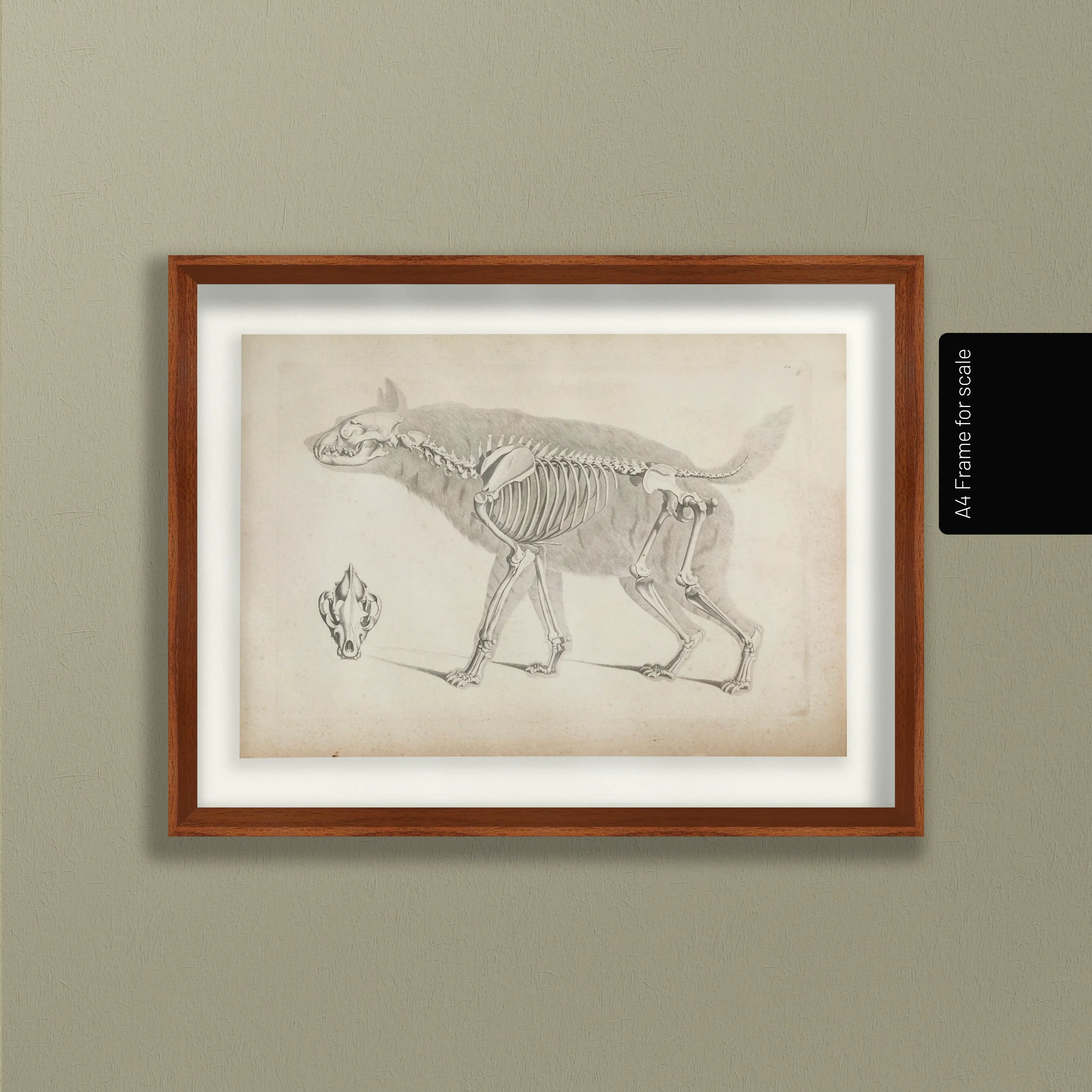 Anatomy: Plate No. 12