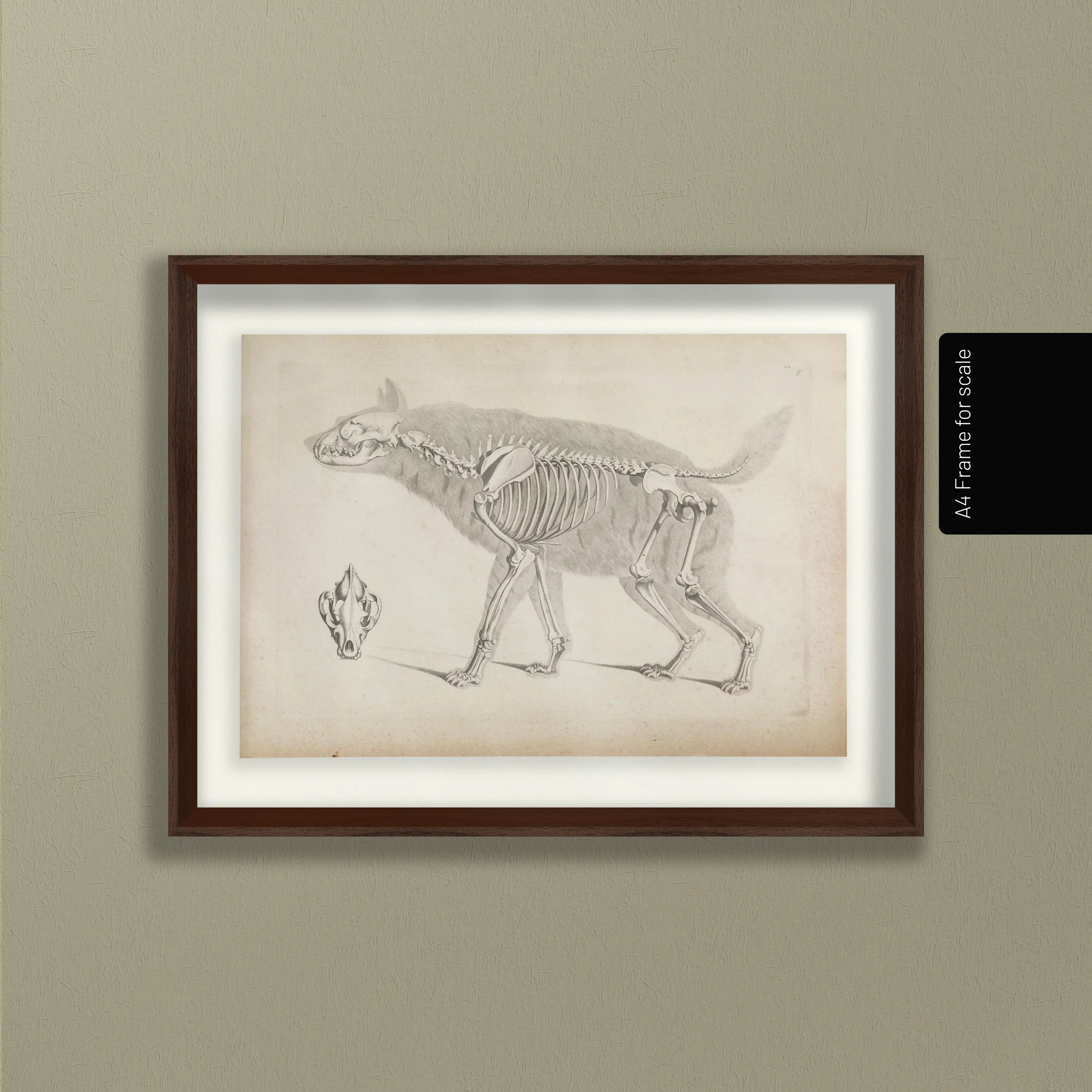 Anatomy: Plate No. 12