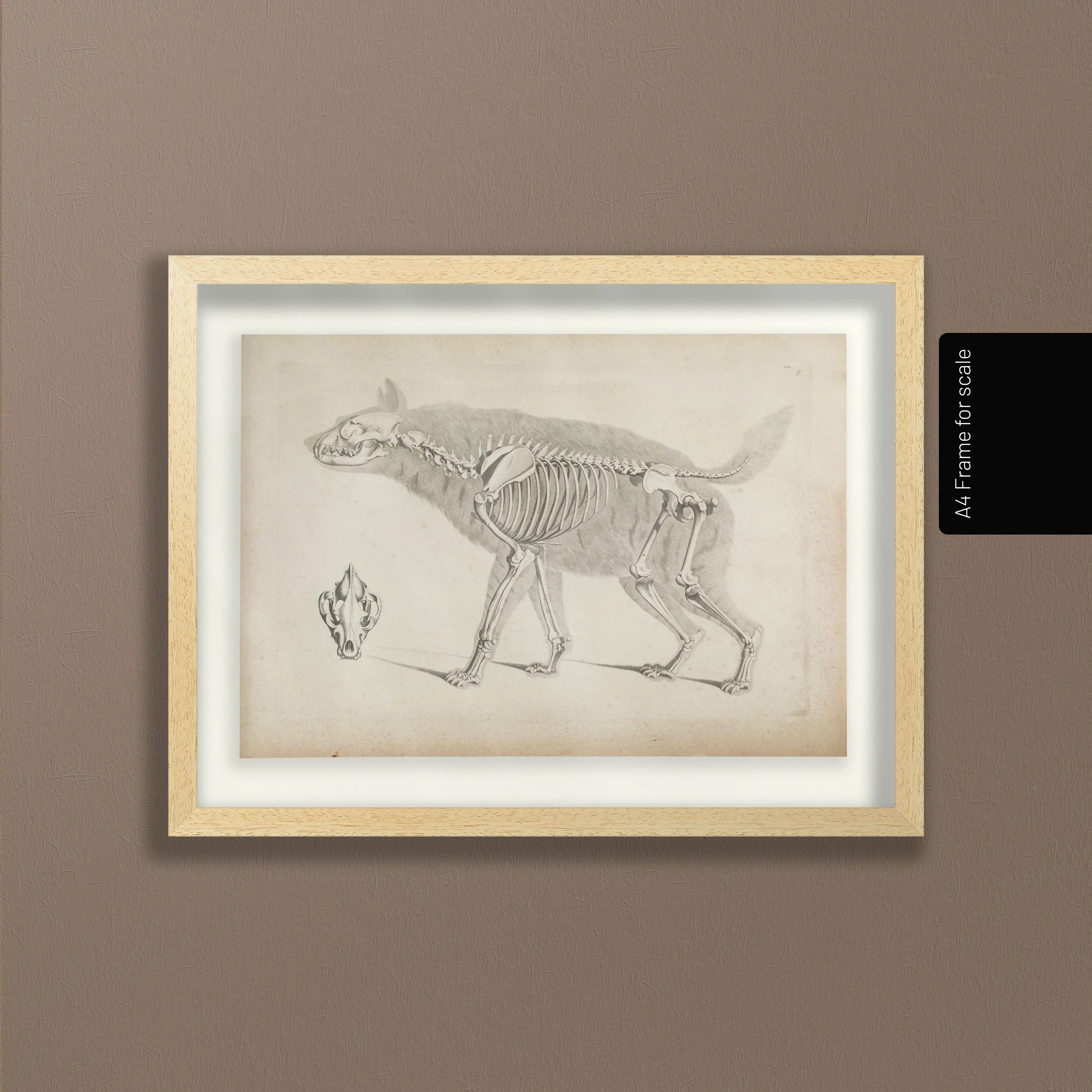 Anatomy: Plate No. 12