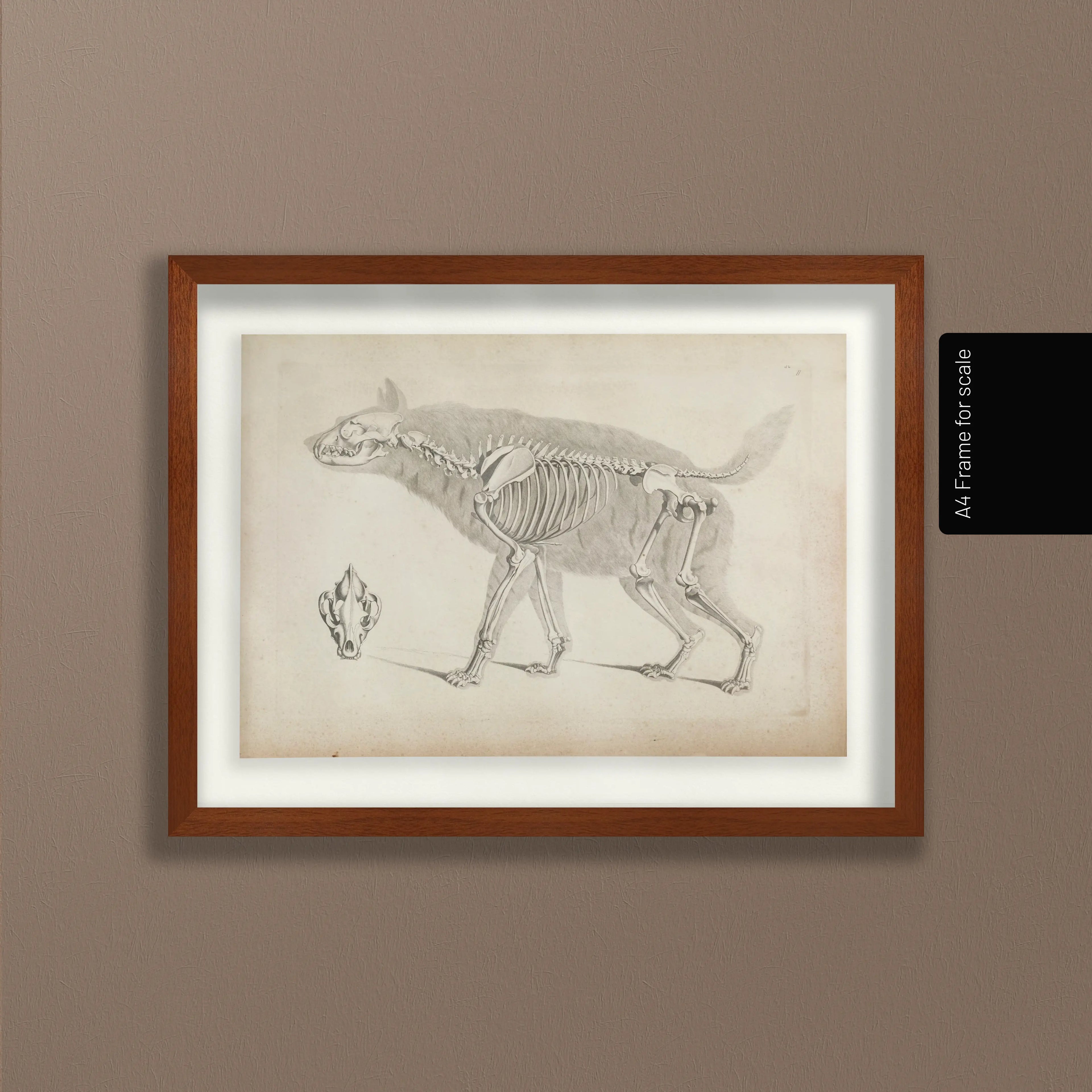 Anatomy: Plate No. 12