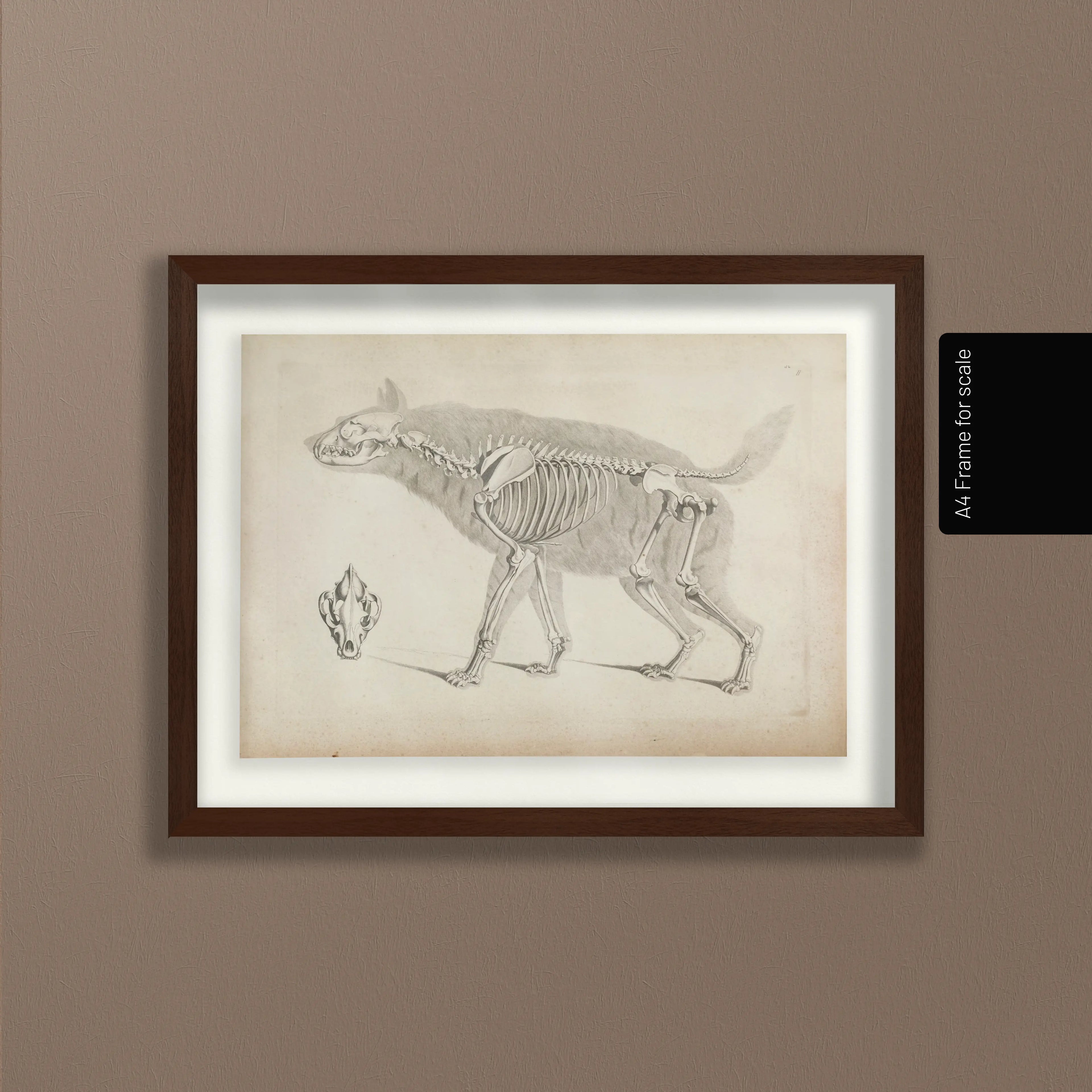 Anatomy: Plate No. 12