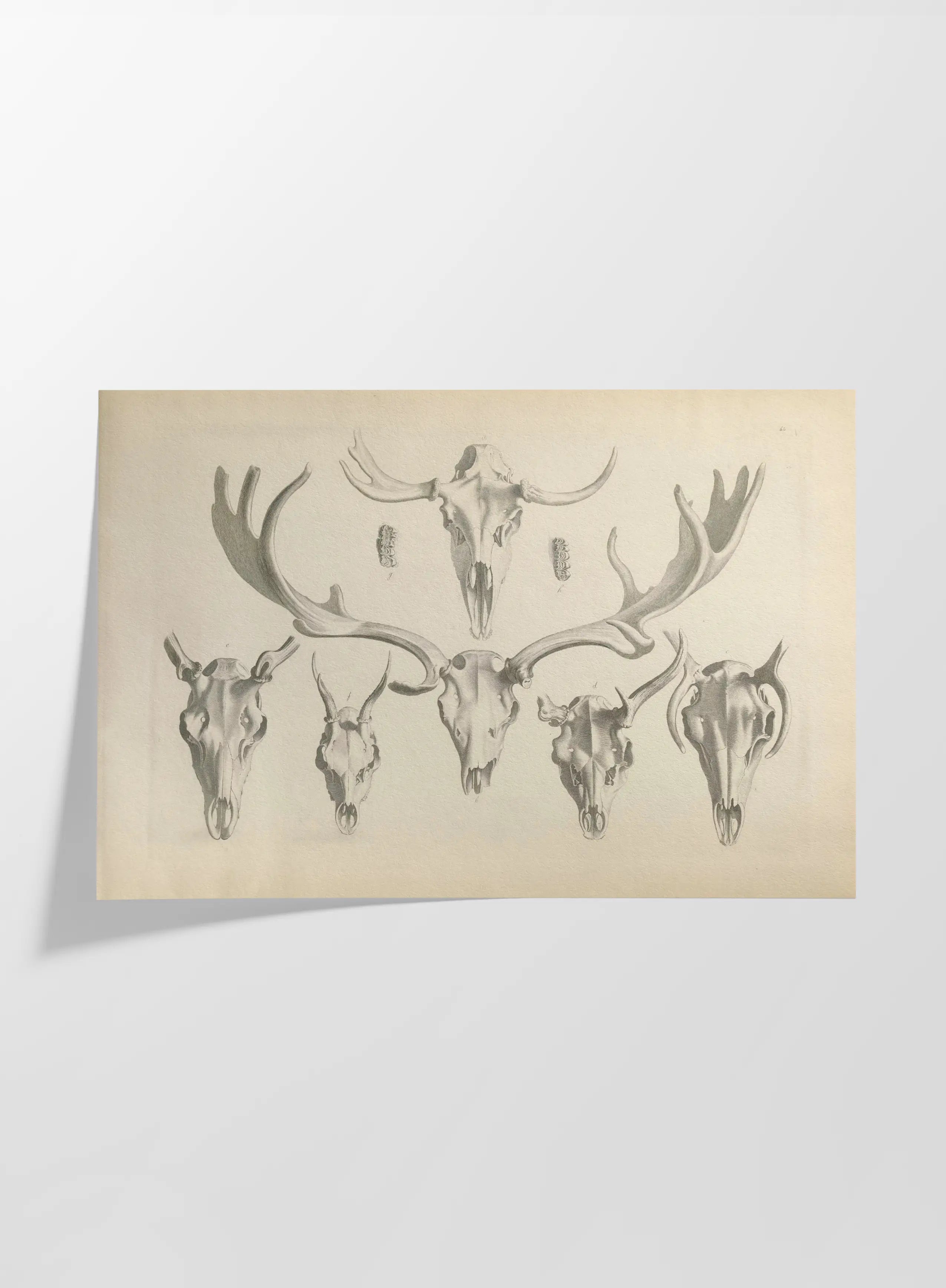 Anatomy: Plate No. 13