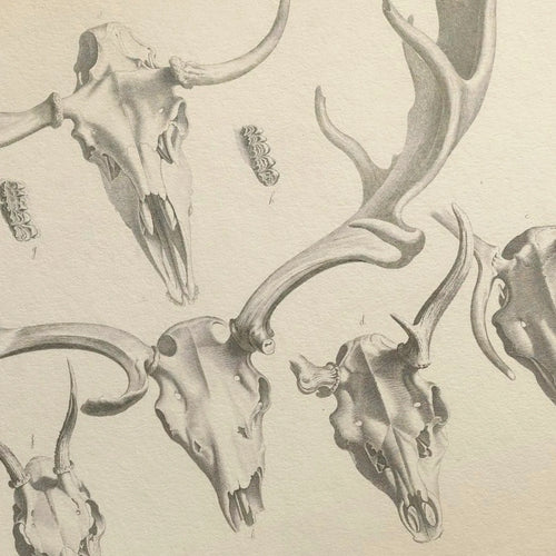 Anatomy: Plate No. 13