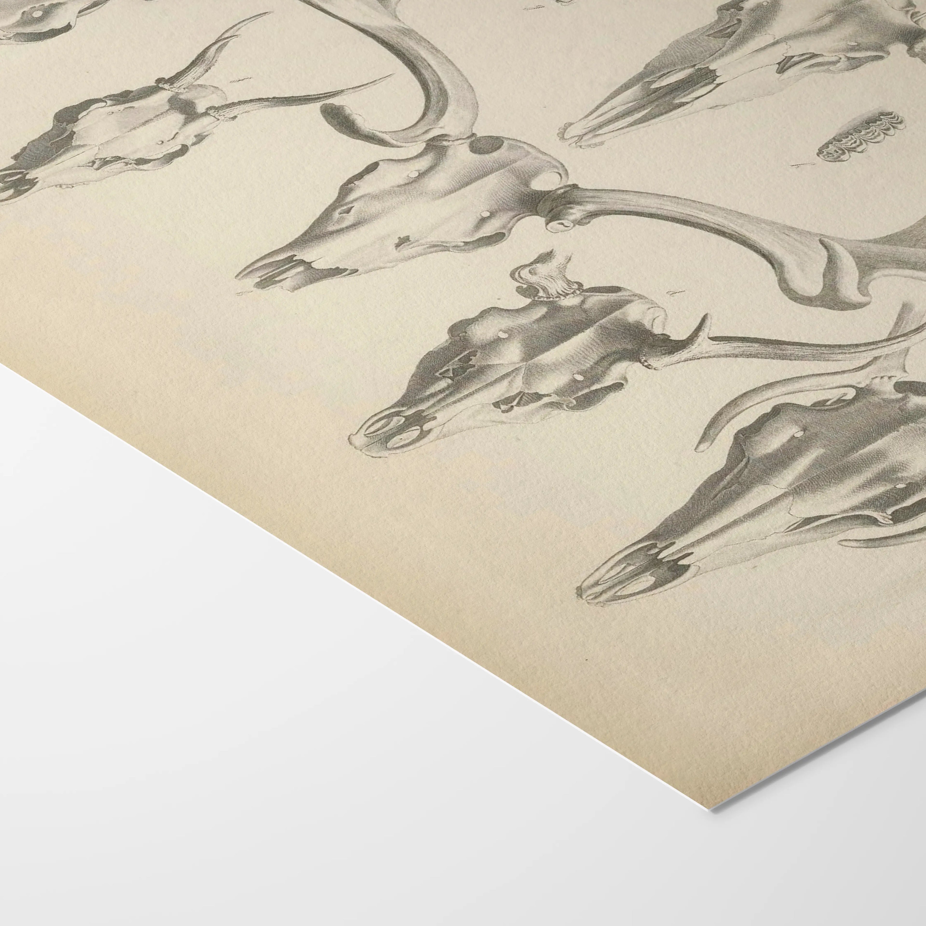 Anatomy: Plate No. 13