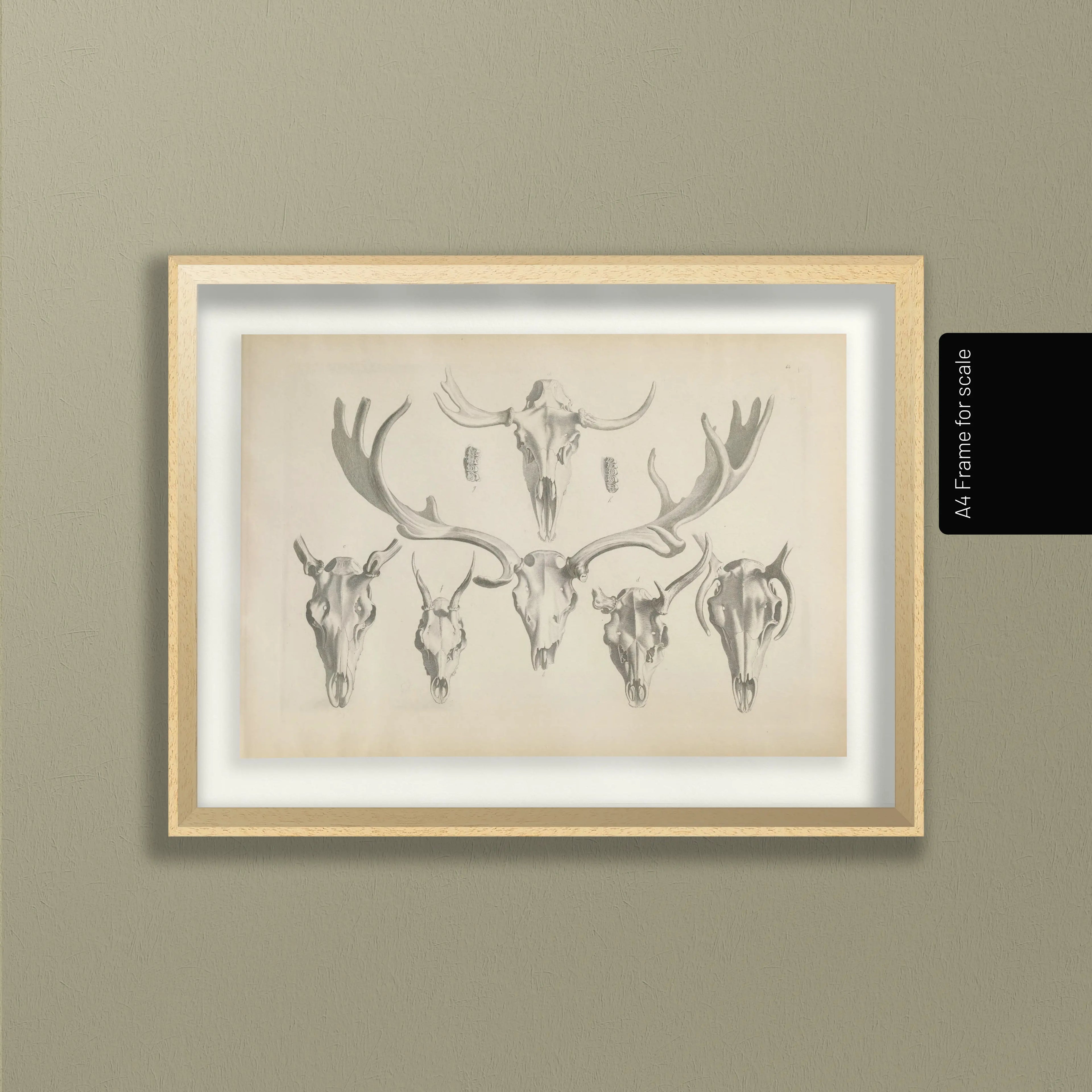 Anatomy: Plate No. 13