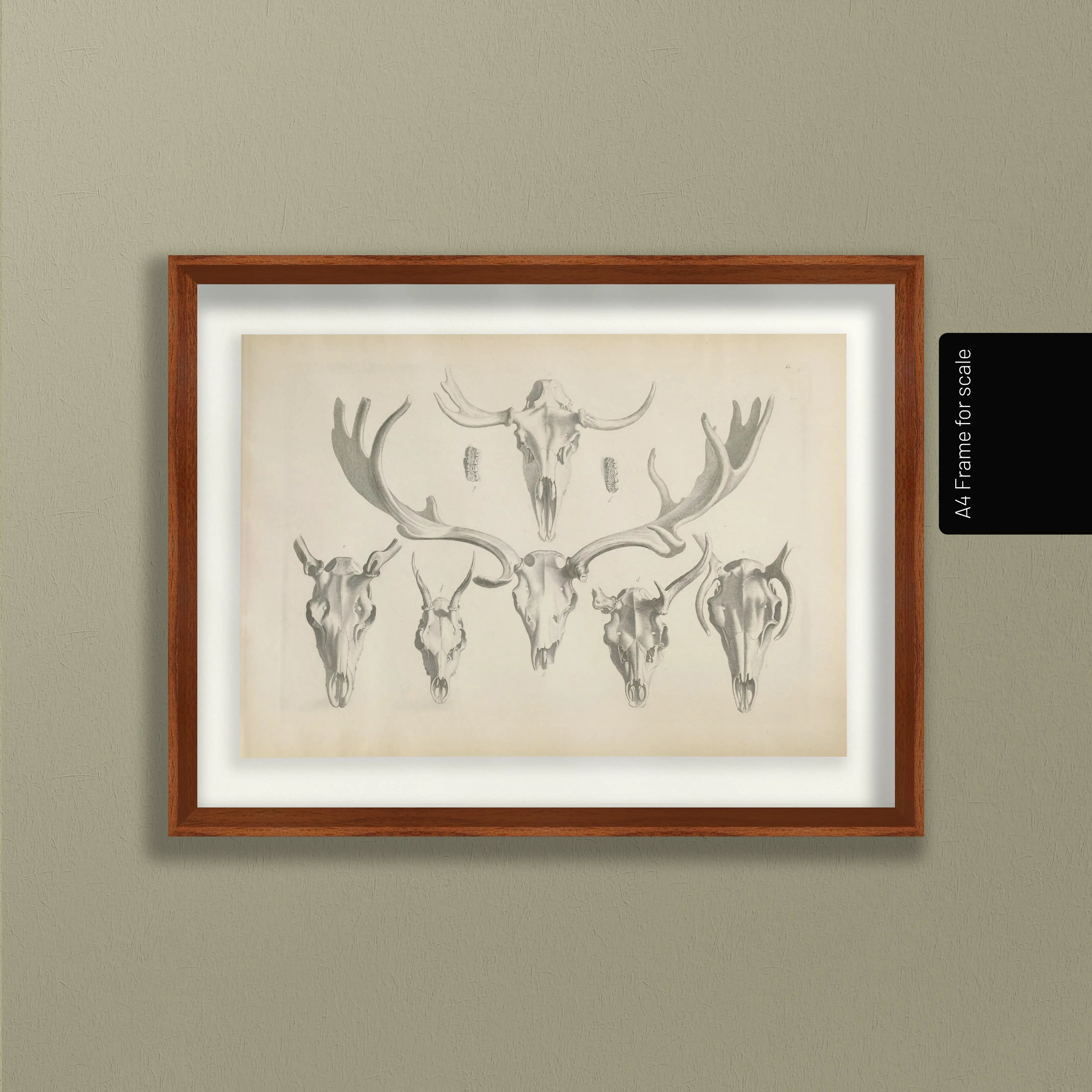 Anatomy: Plate No. 13