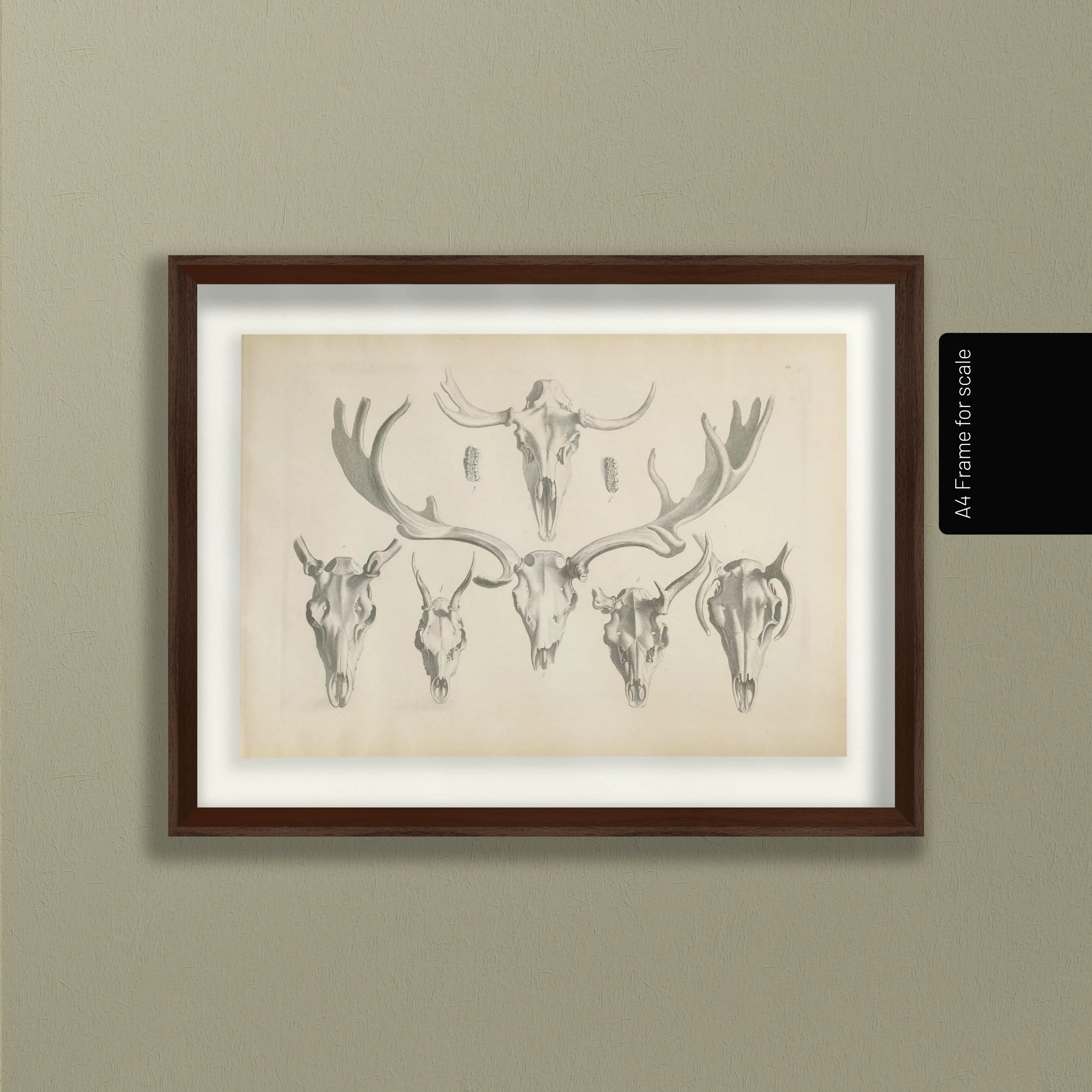 Anatomy: Plate No. 13