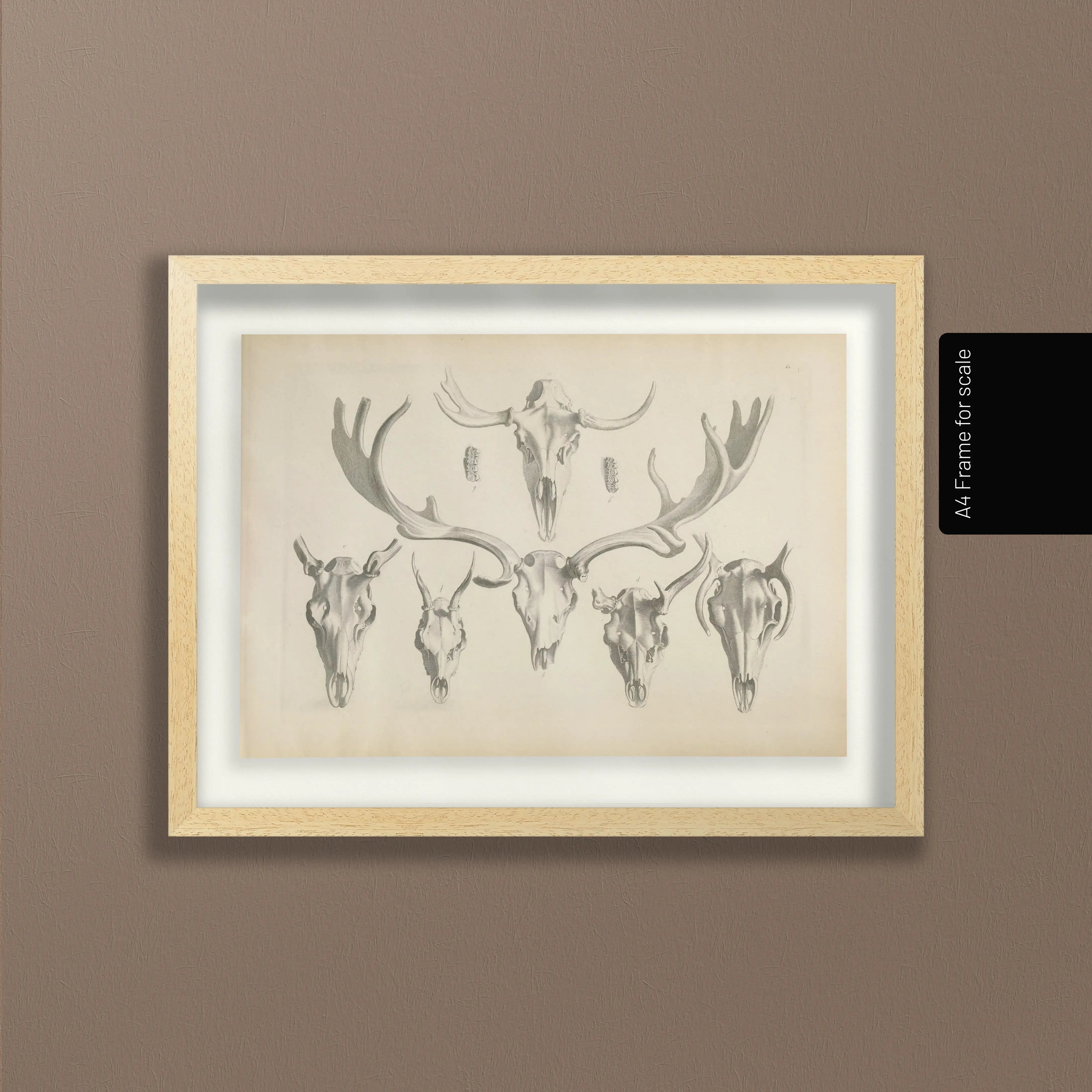 Anatomy: Plate No. 13