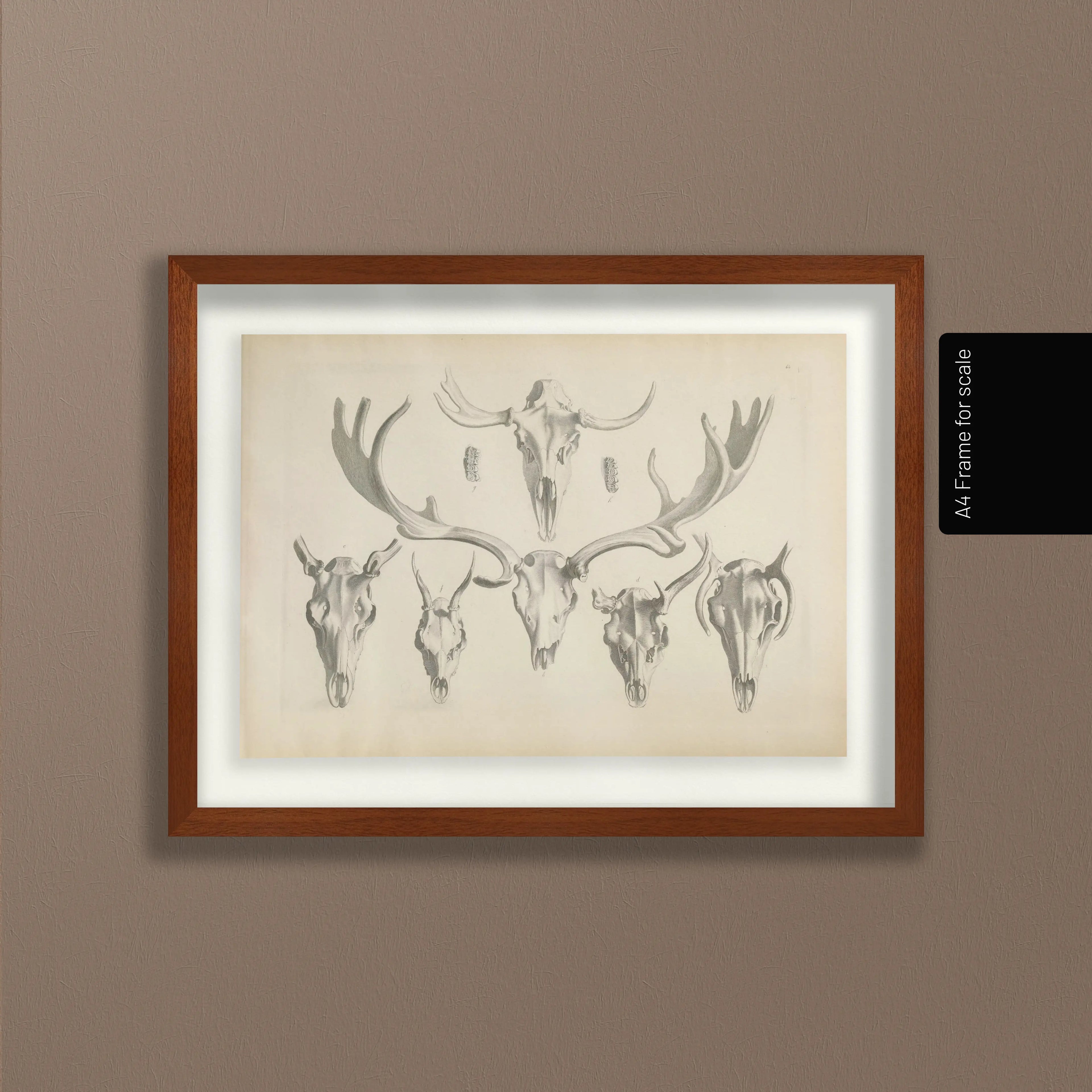 Anatomy: Plate No. 13