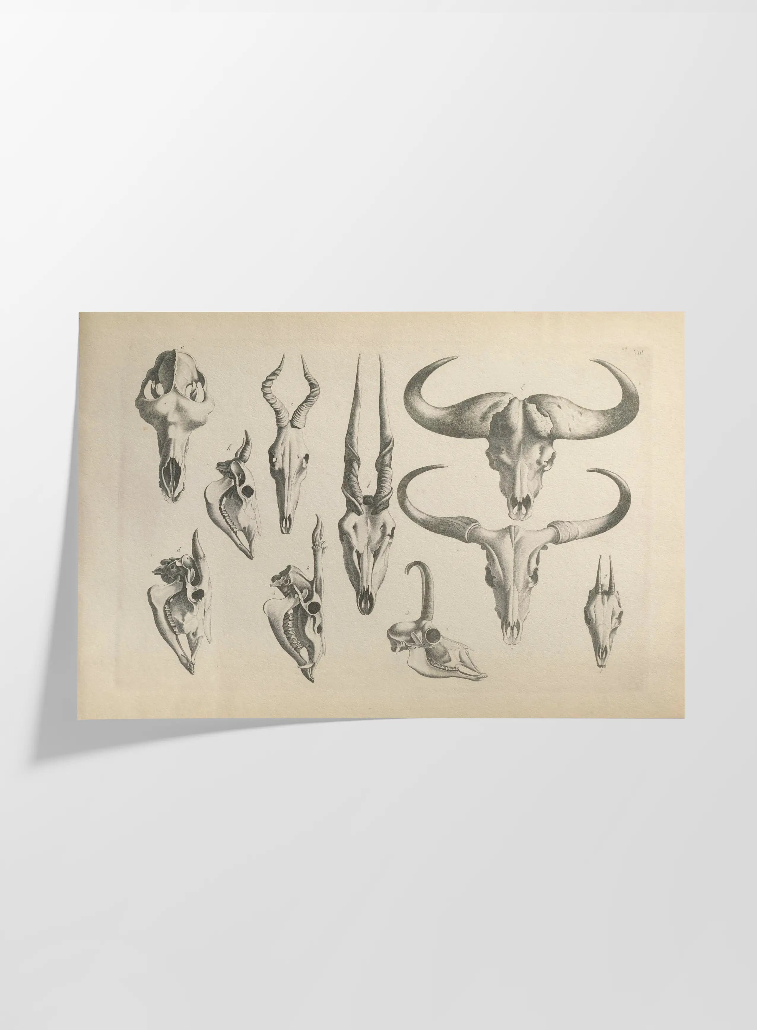 Anatomy: Plate No. 14