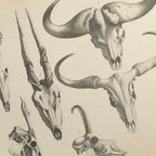 Anatomy: Plate No. 14