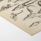 Anatomy: Plate No. 14