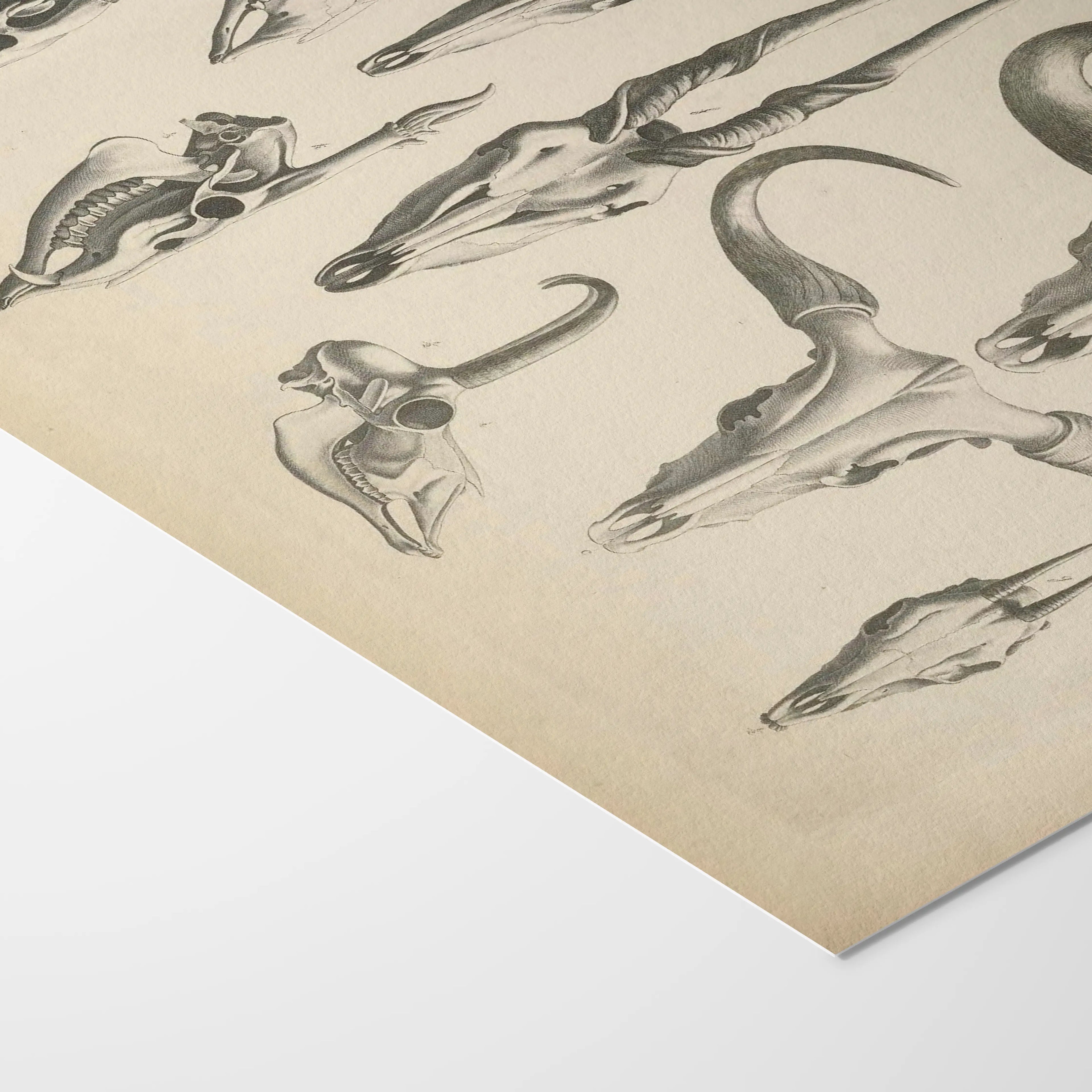 Anatomy: Plate No. 14