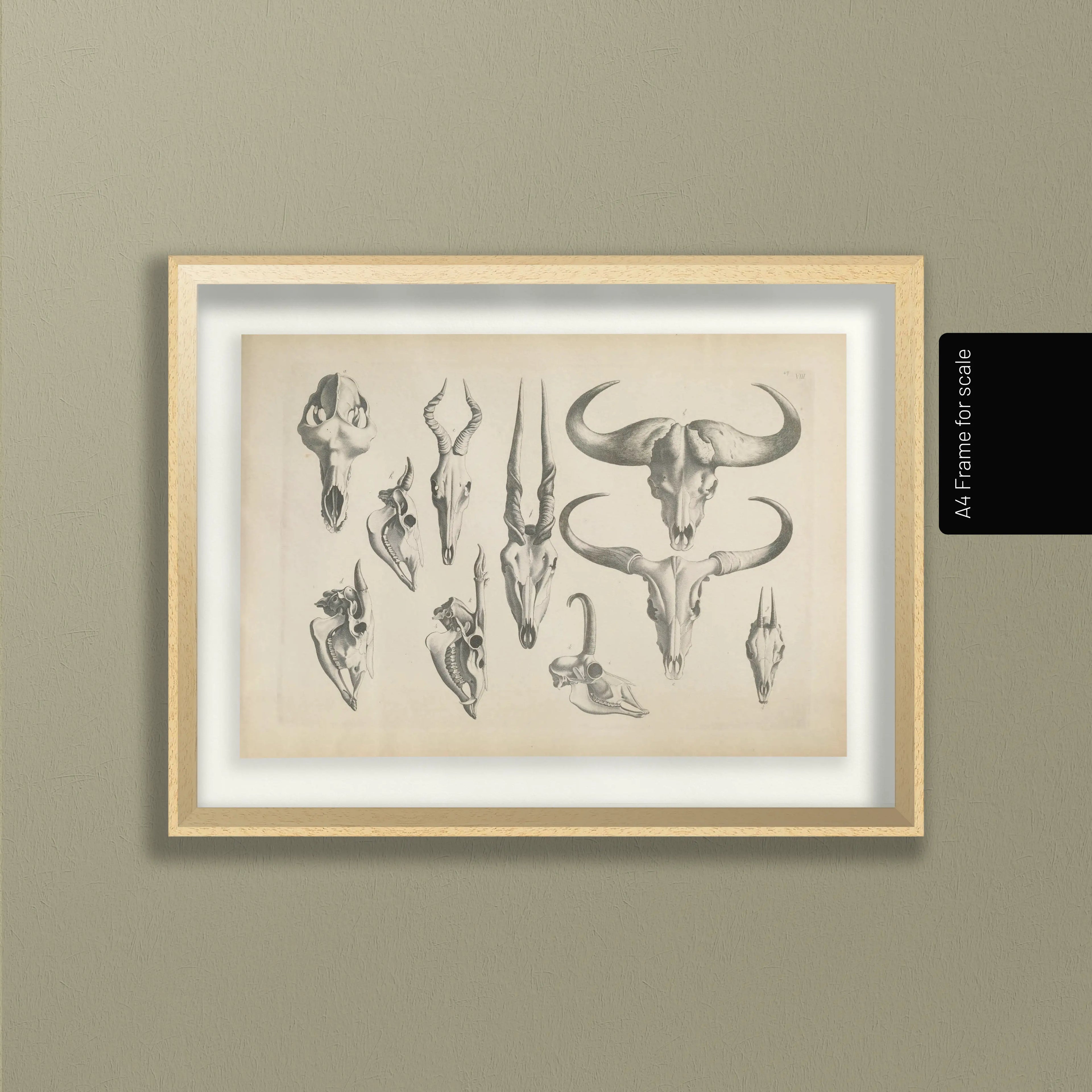 Anatomy: Plate No. 14