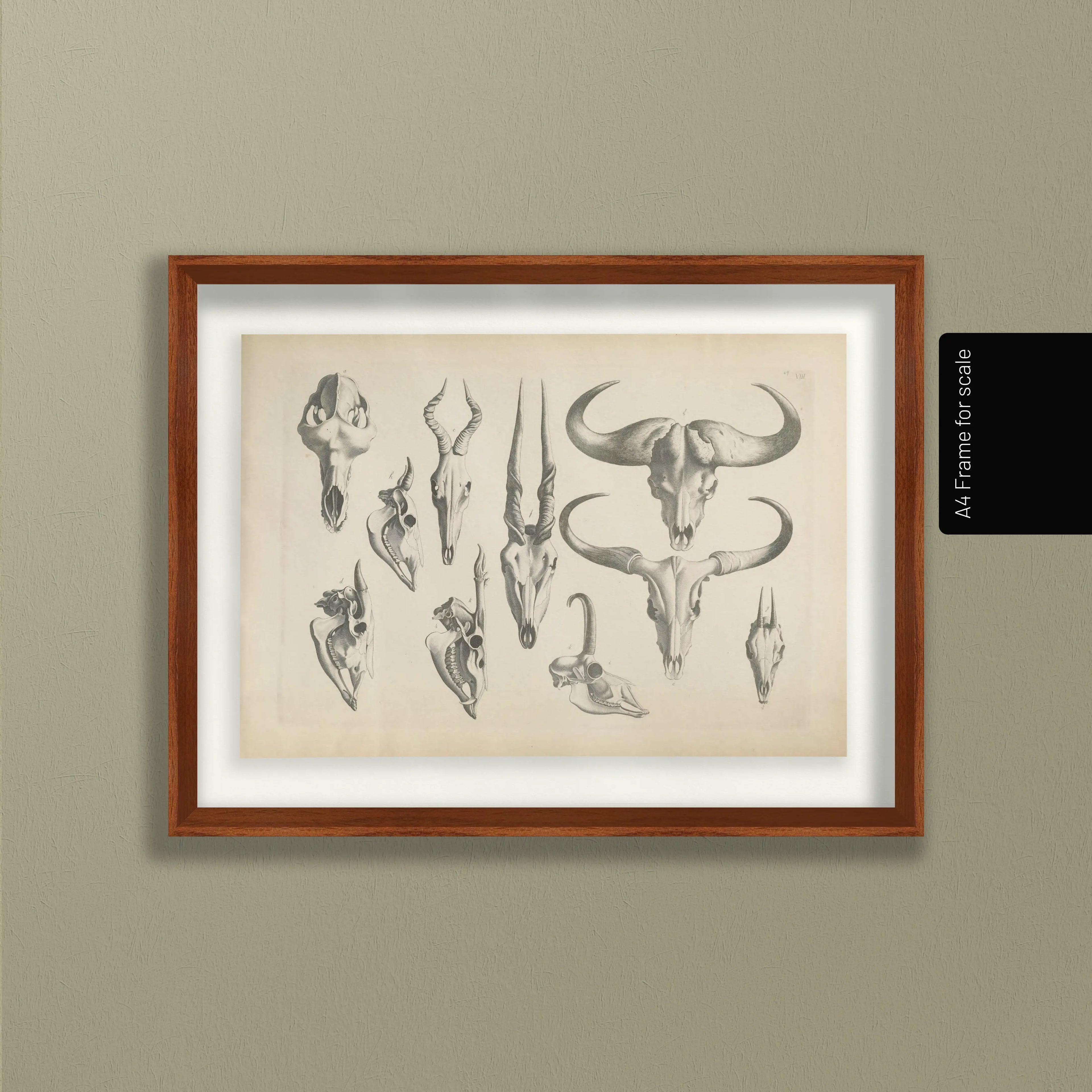 Anatomy: Plate No. 14