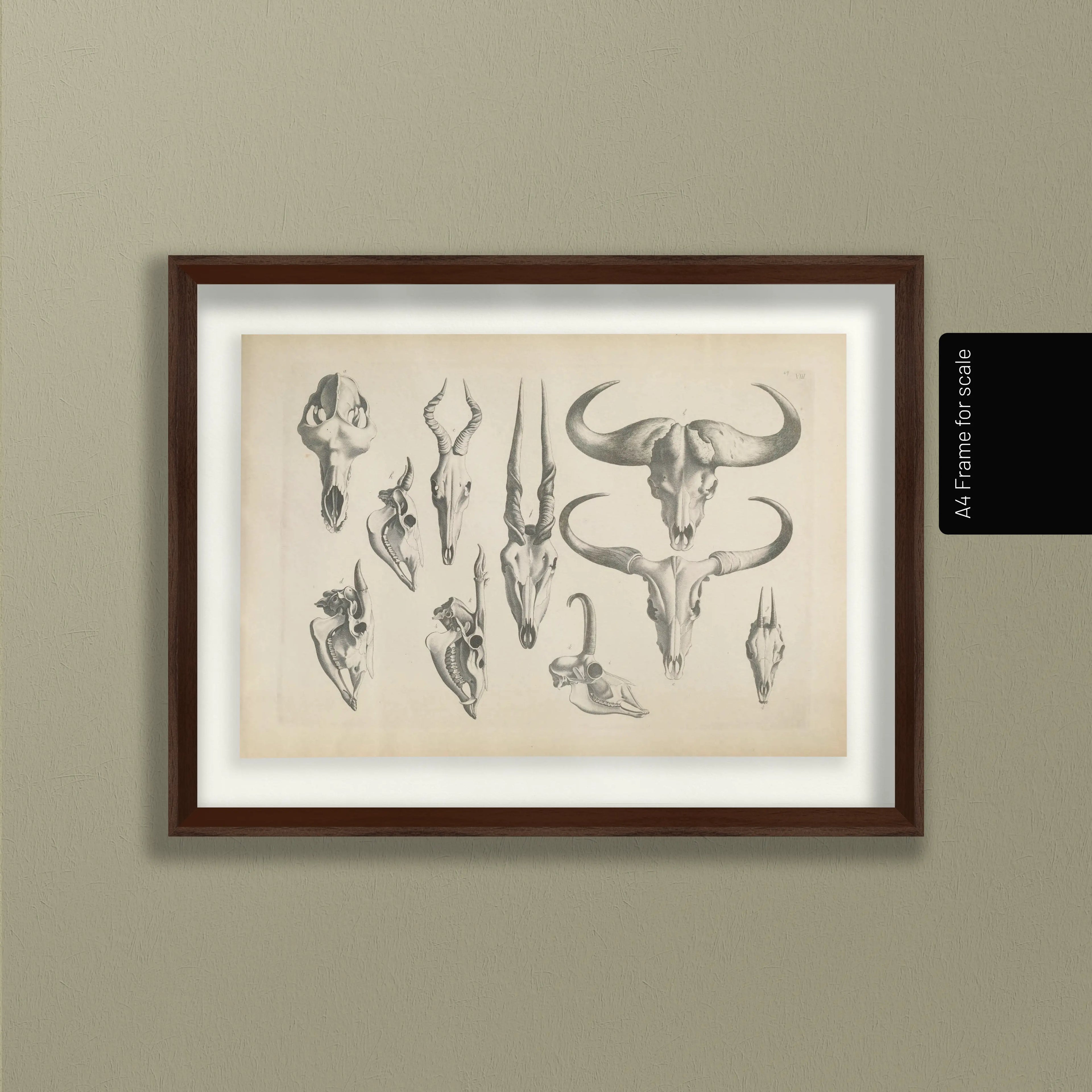 Anatomy: Plate No. 14