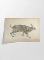 Anatomy: Plate No. 15