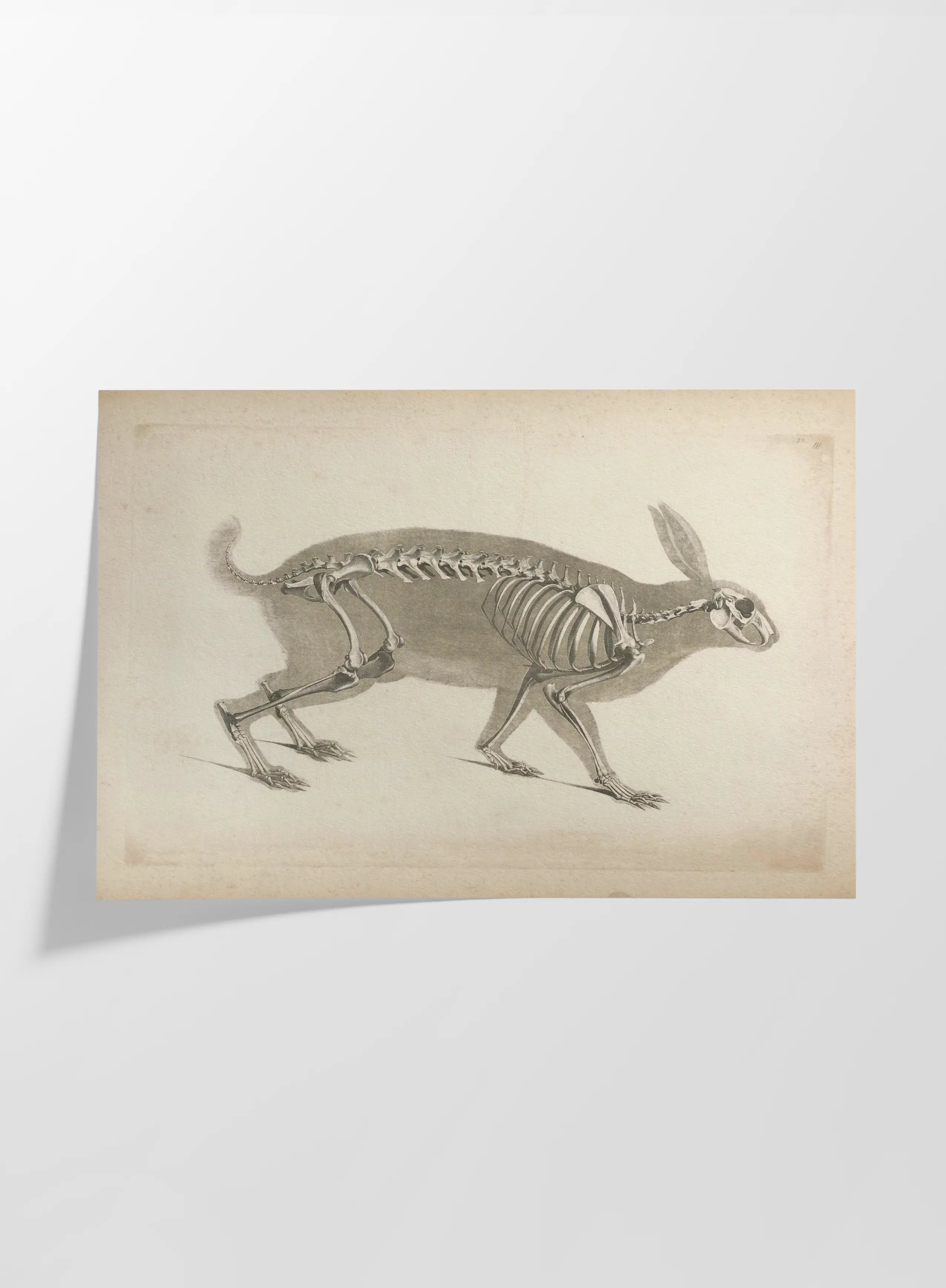 Anatomy: Plate No. 15