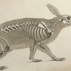 Anatomy: Plate No. 15