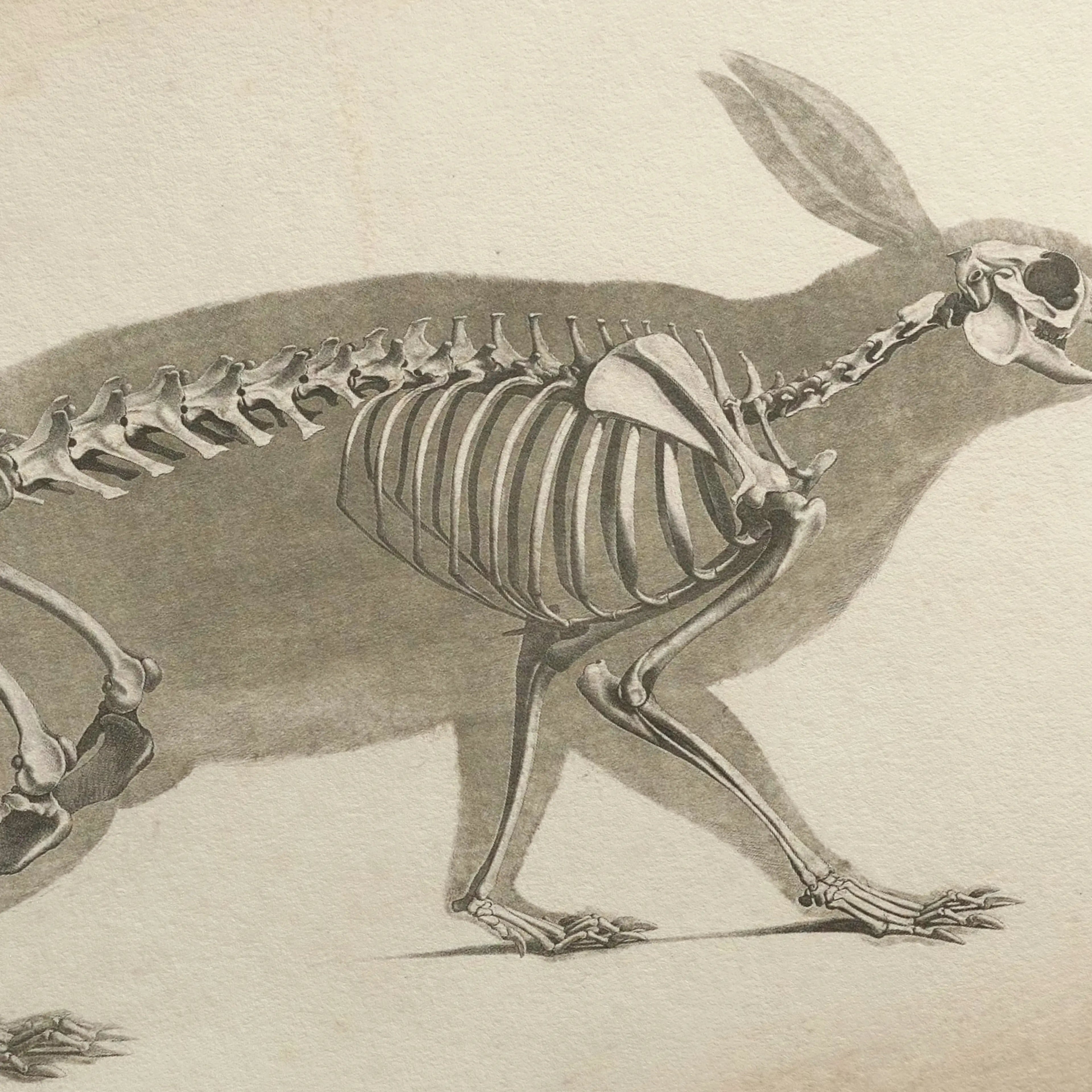Anatomy: Plate No. 15